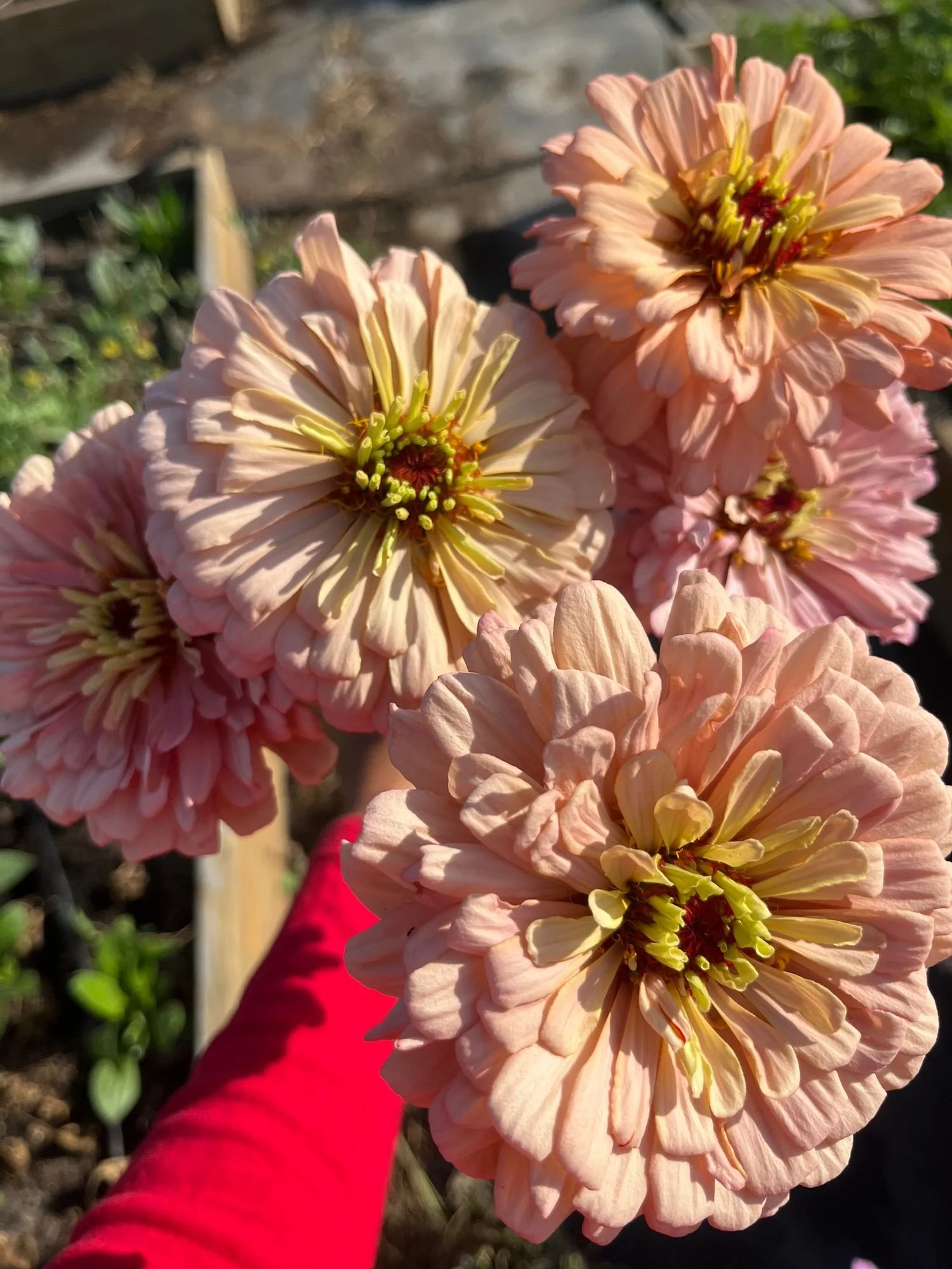 Zinnia 'Ballerina'