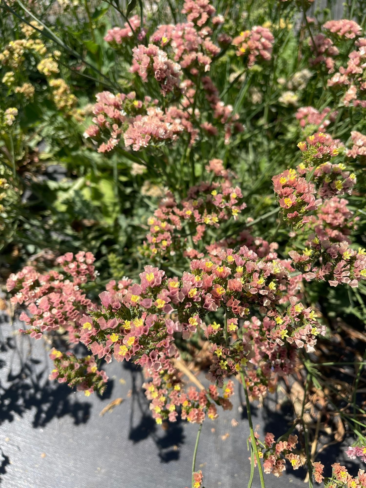 Statice 'Apricot'