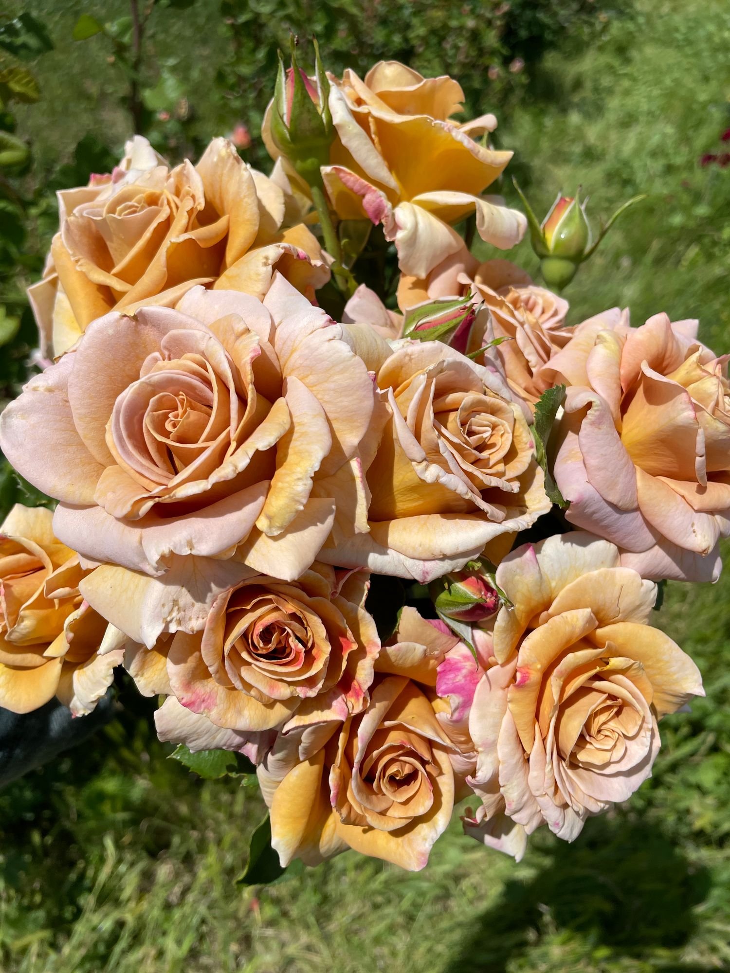 Rose 'Honey Dijon'