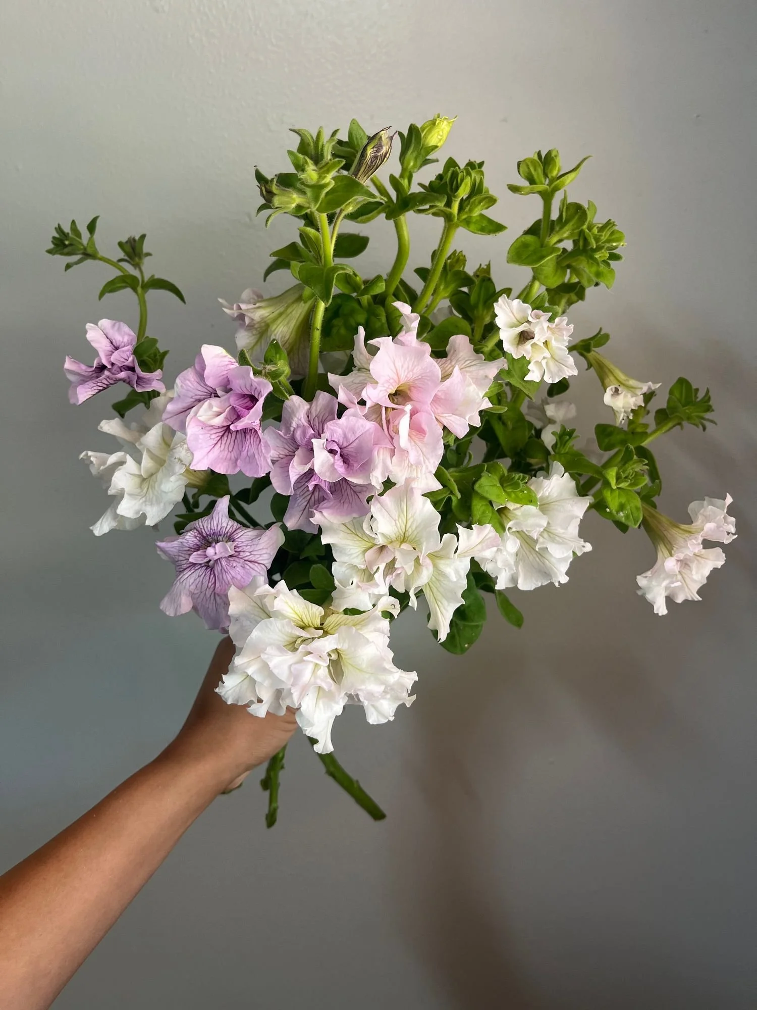 Petunia 'Doppio Allegretta'1
