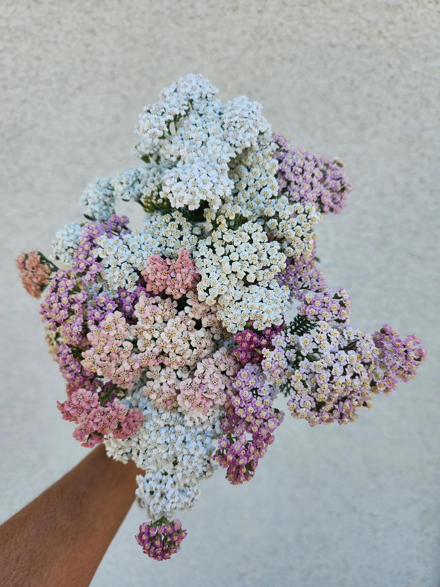 Yarrow 'Summer Pastels'