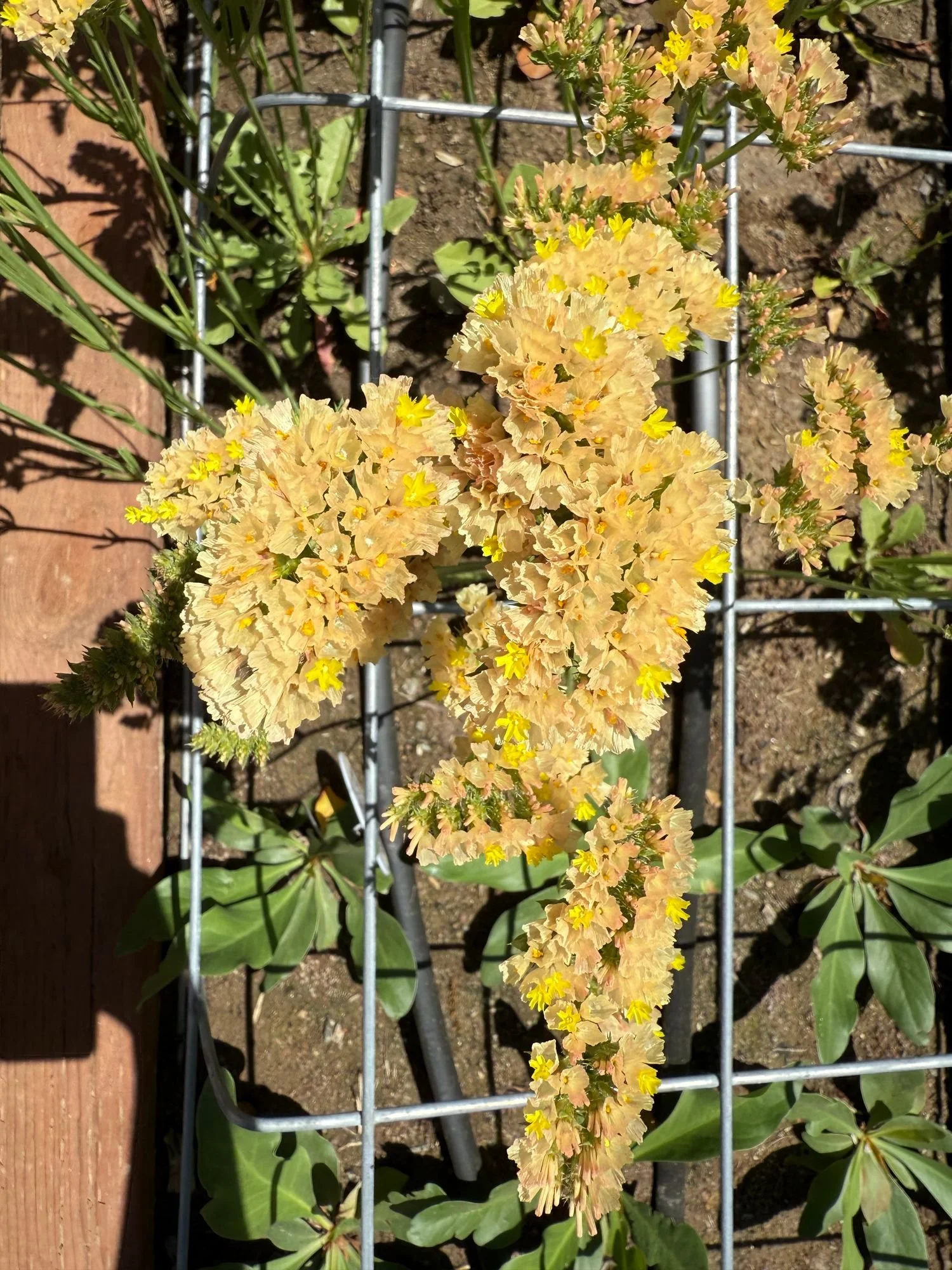 Statice 'Honey Apricot'