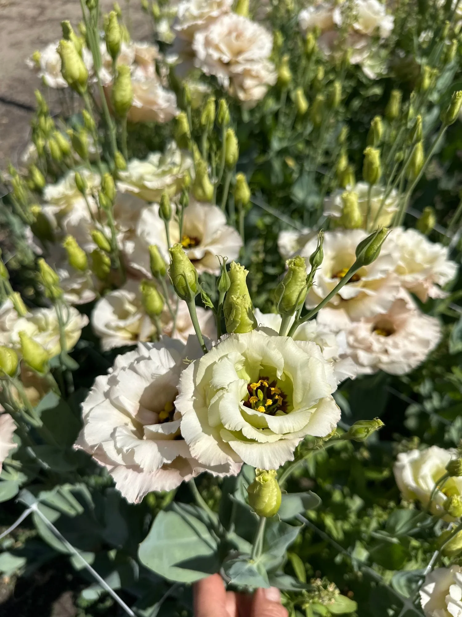 Lisianthus 'Celeb Beige Neo'