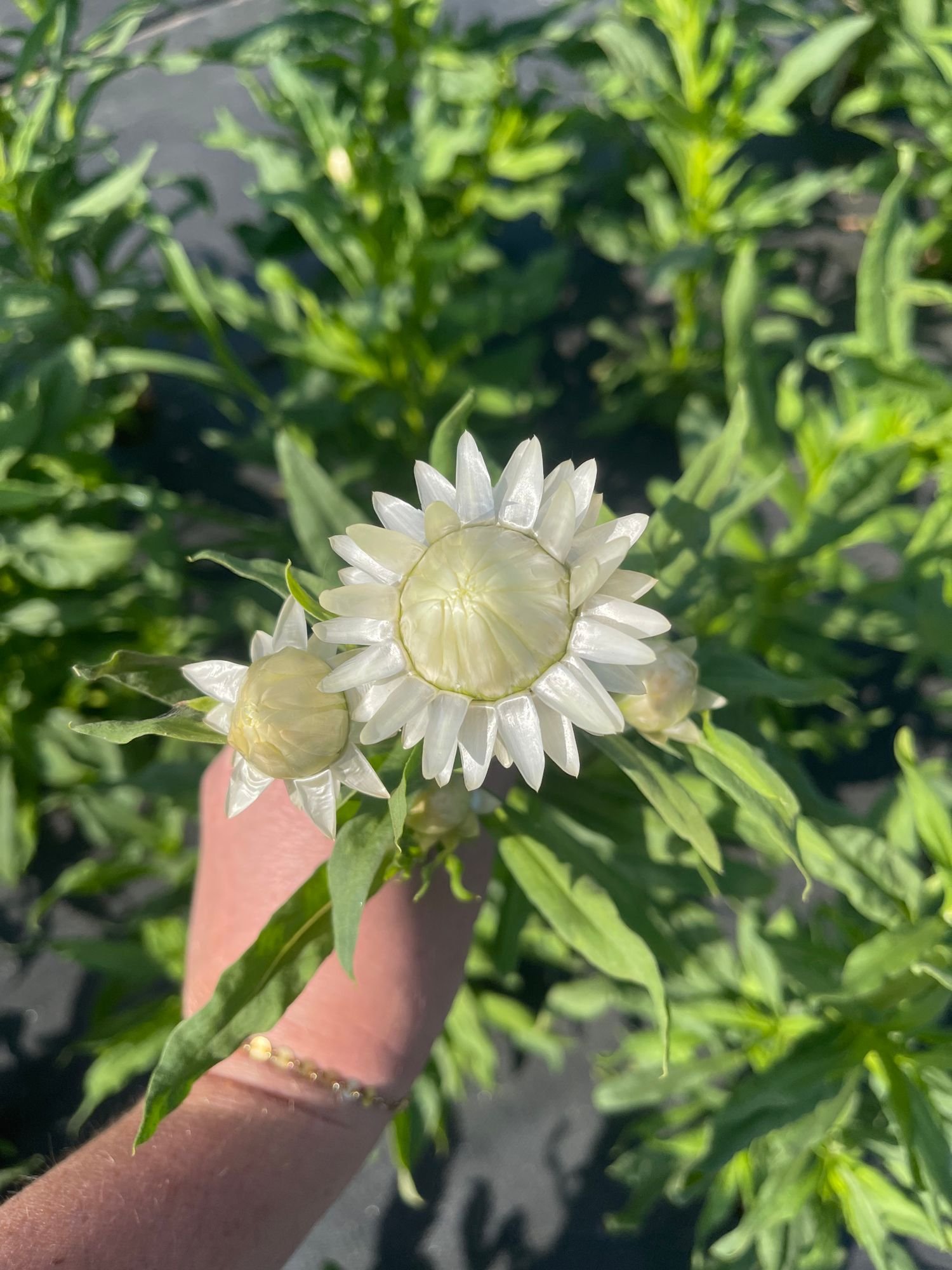 Strawflower 'Vintage White'