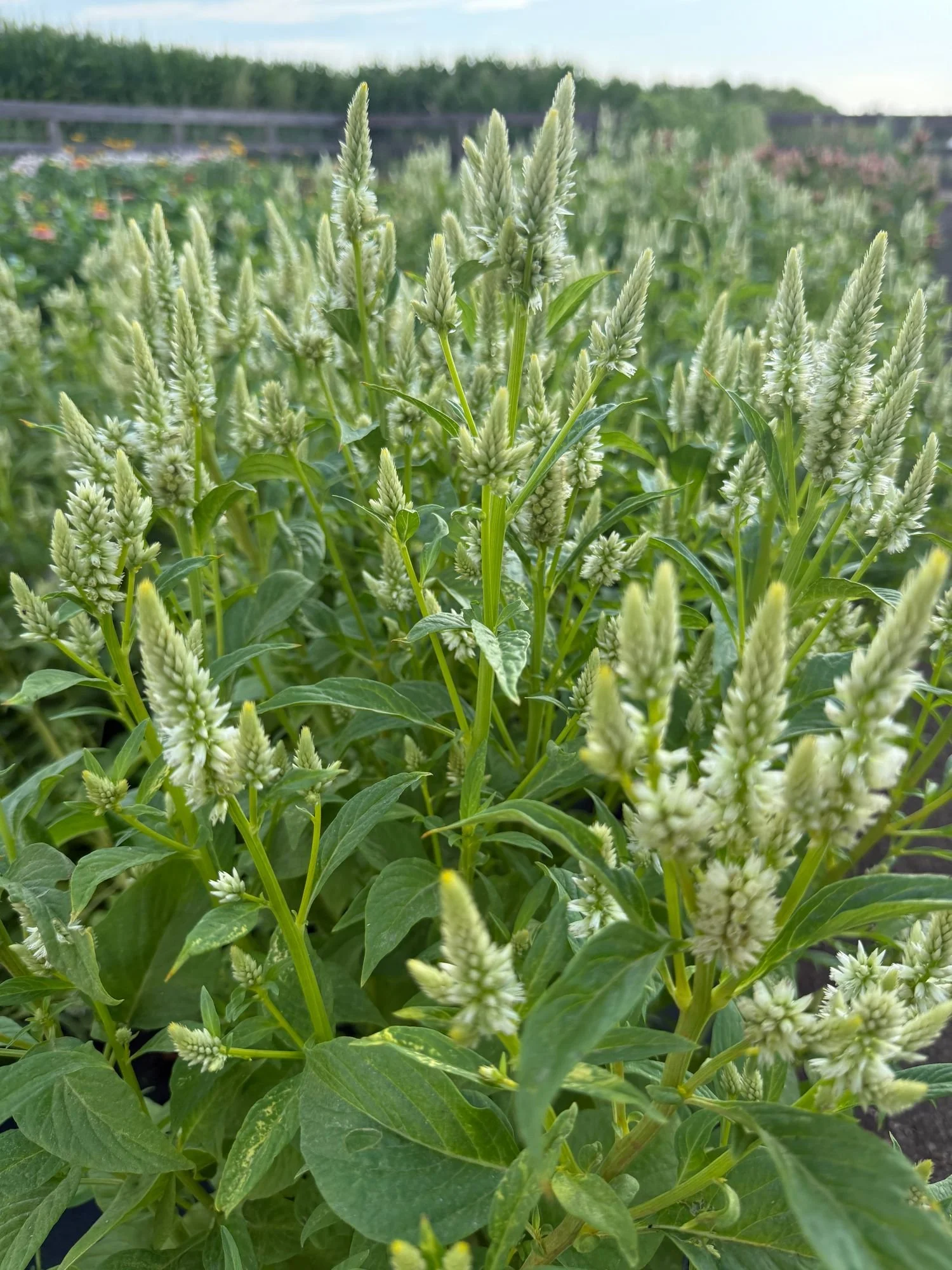 Celosia 'Celway White'