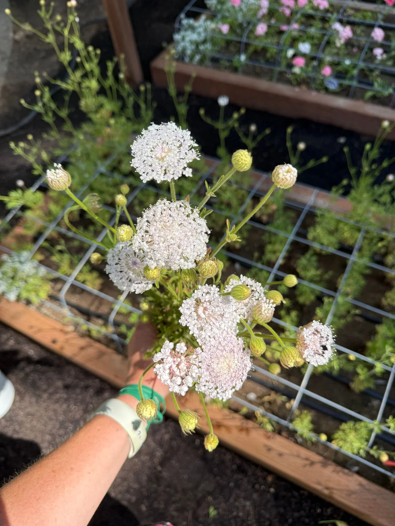 Didiscus 'Lacy Pink'