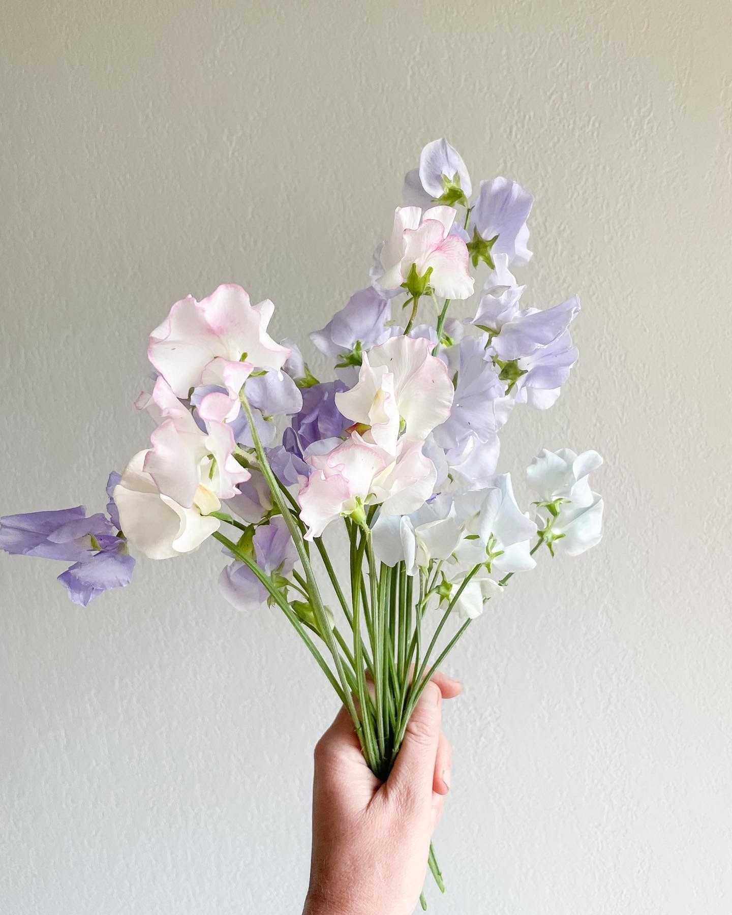 Sweet Pea 'Pastel Mix'