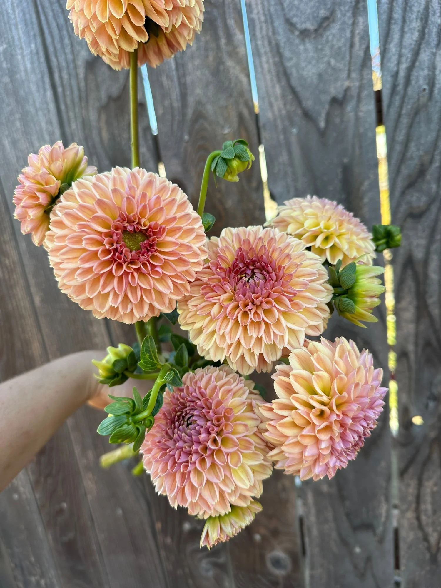 Dahlia 'Valley Tawney'