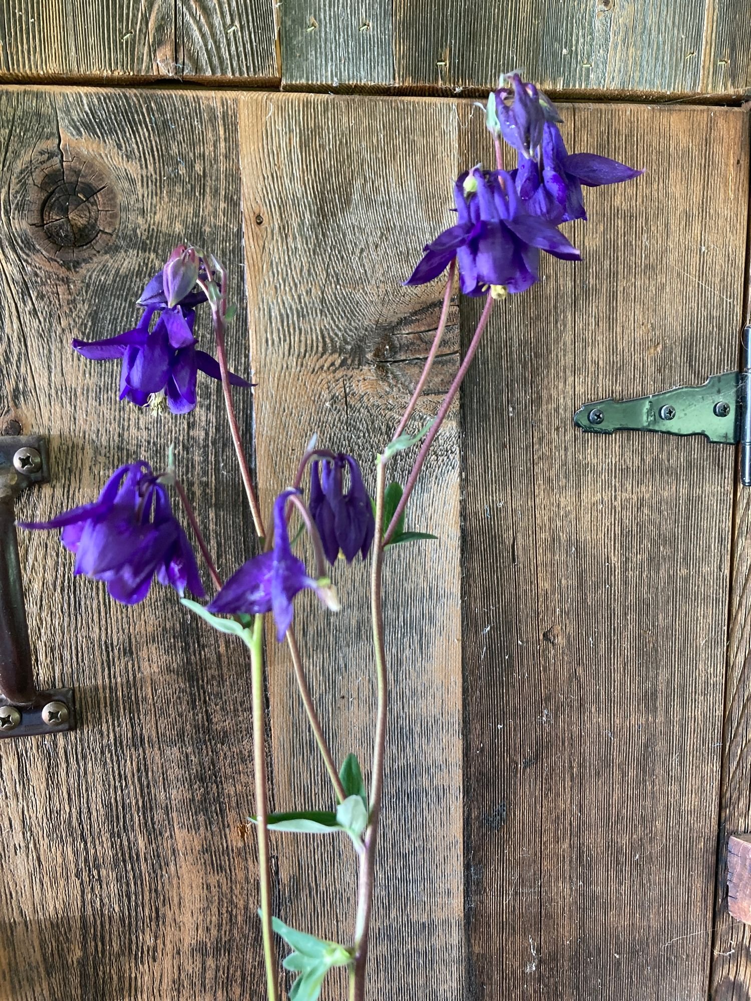 Columbine 'Purple'