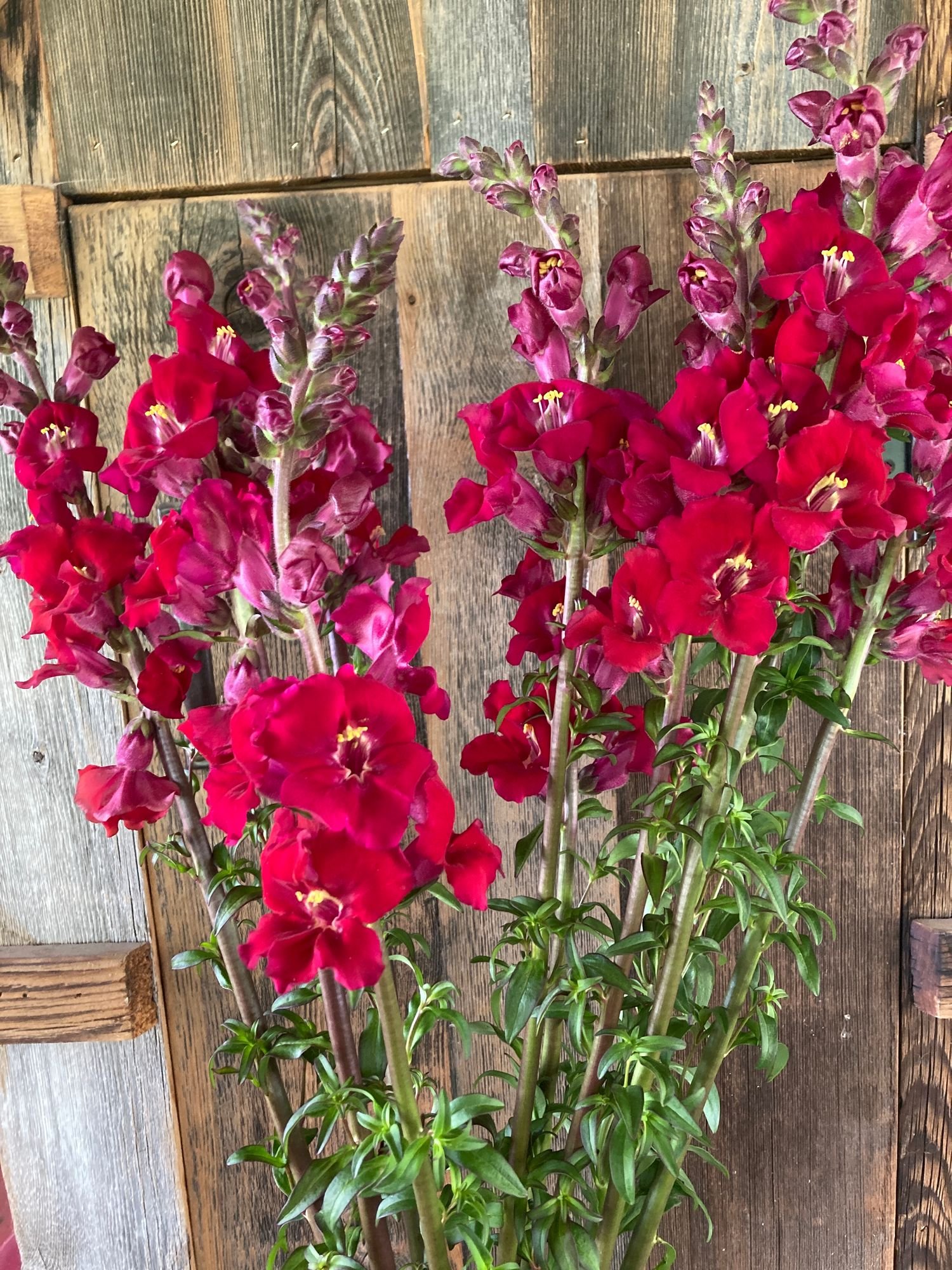 Snapdragon 'Chantily Velvet'