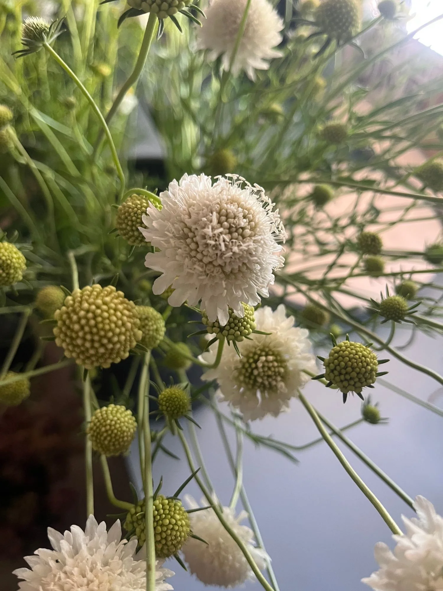 Scabiosa