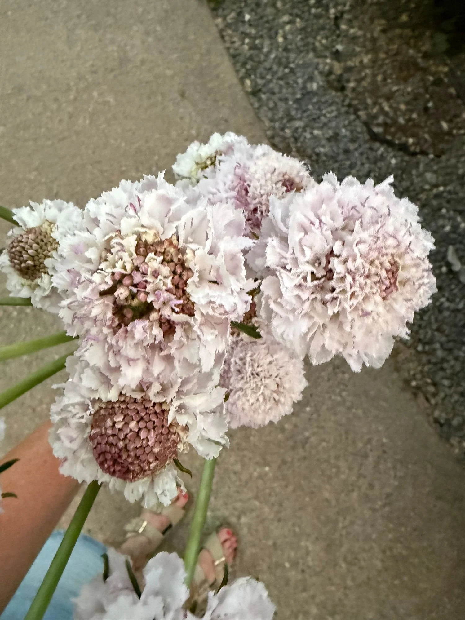 Scabiosa 'Bon Bon Scoop Sweetness'