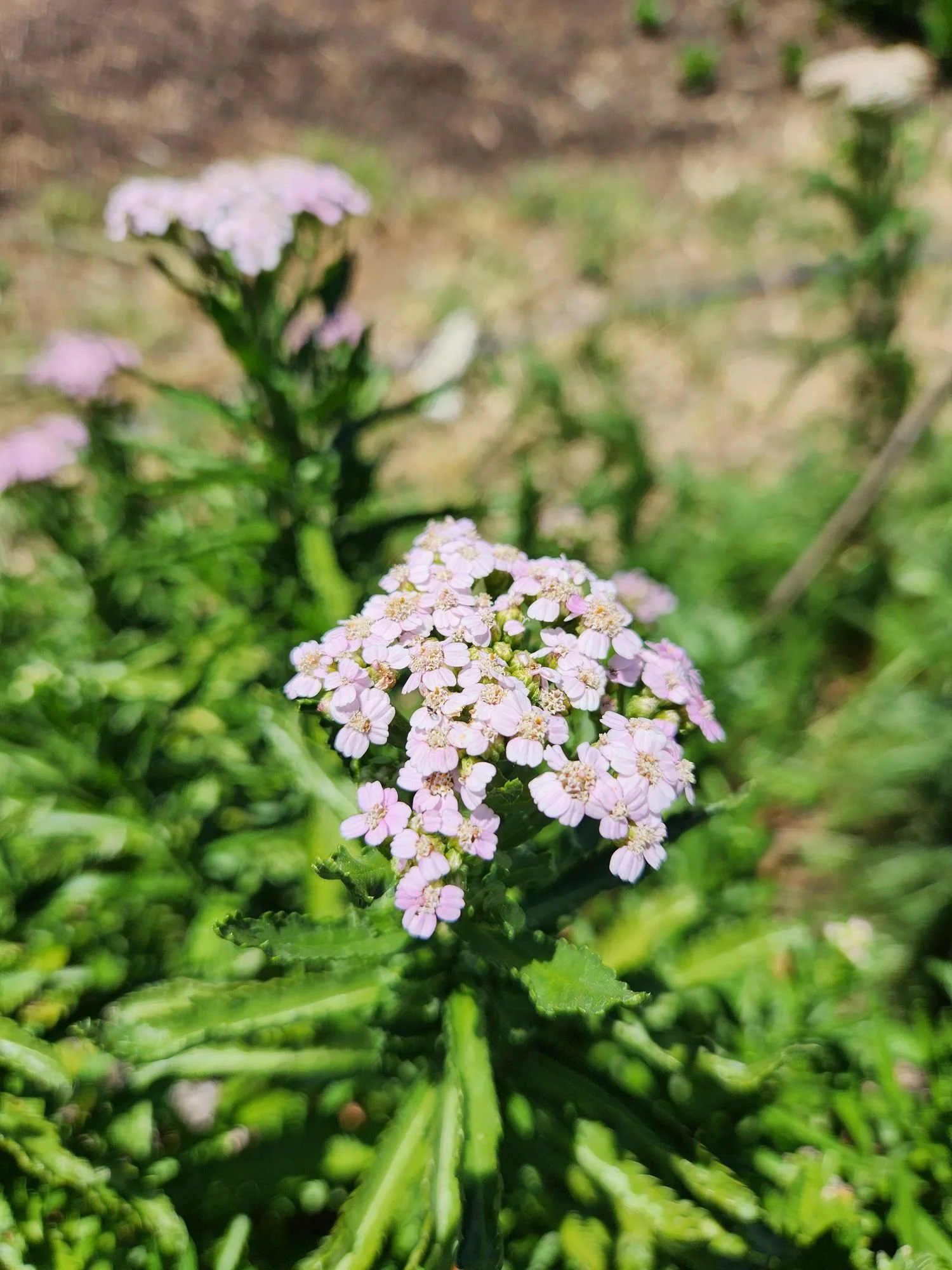 Yarrow 'Love Parade'