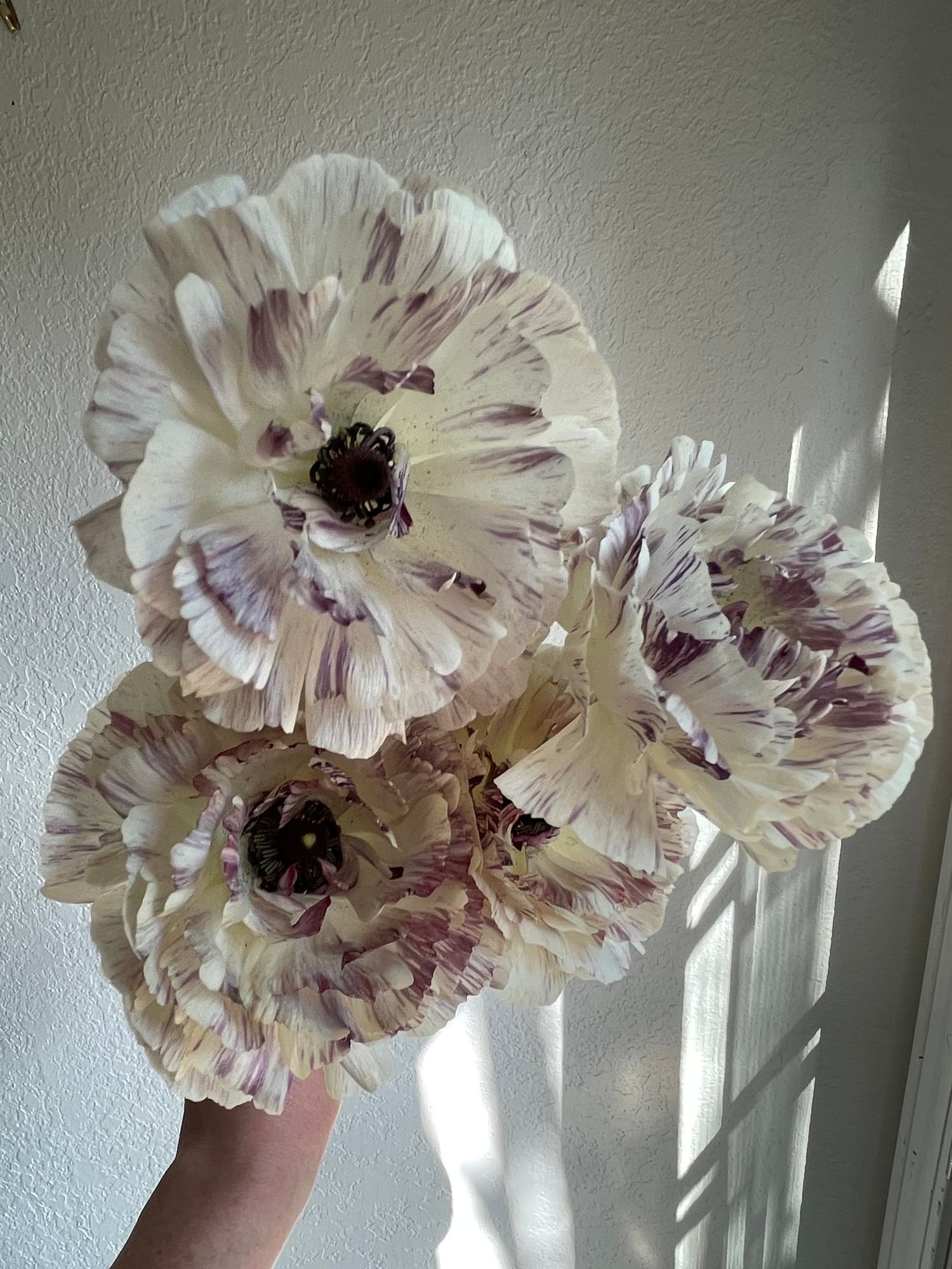 Ranunculus 'Brushmark Galthie'