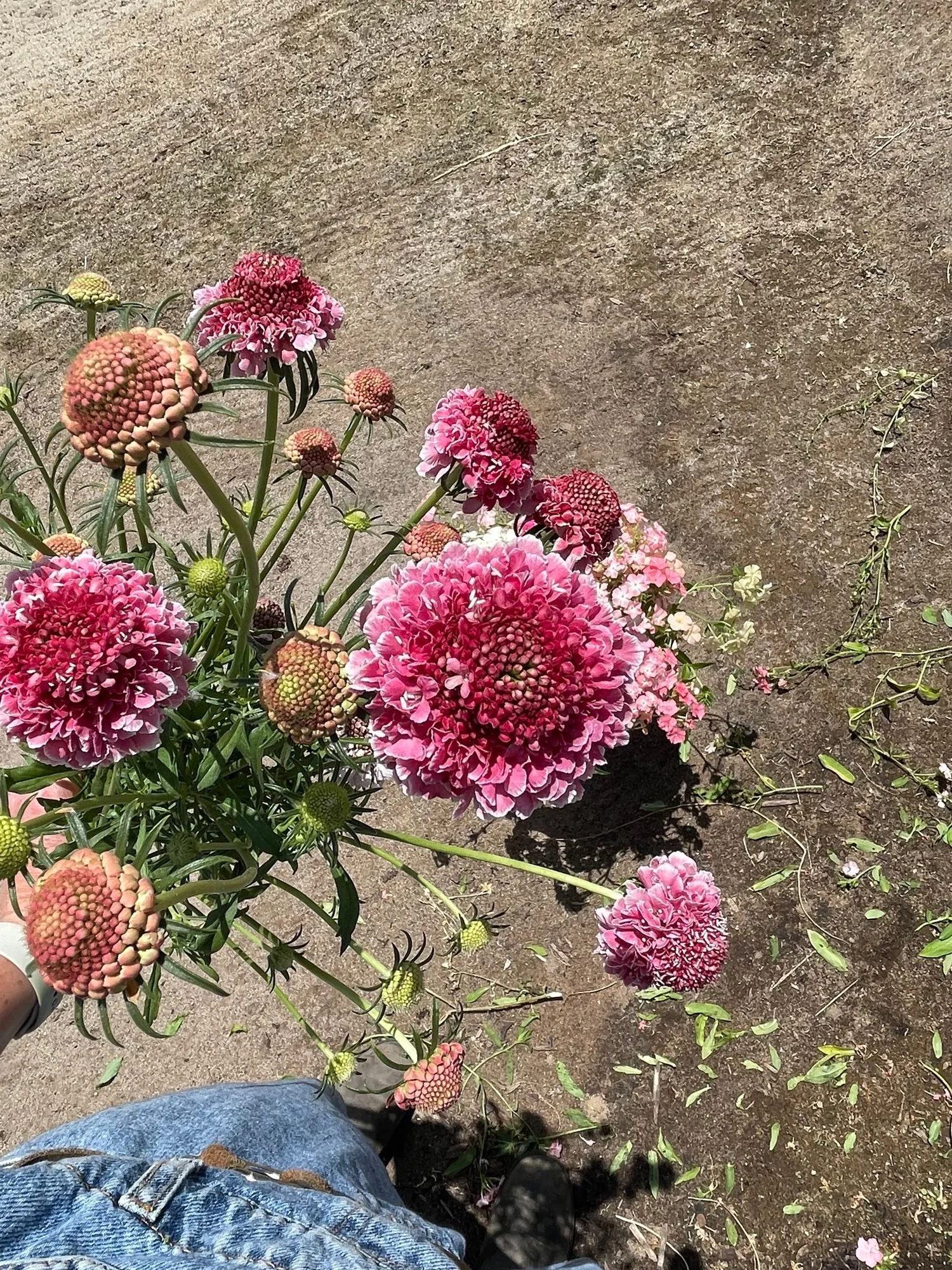 Scabiosa 'Focal Scoop Strawberry Hoop'