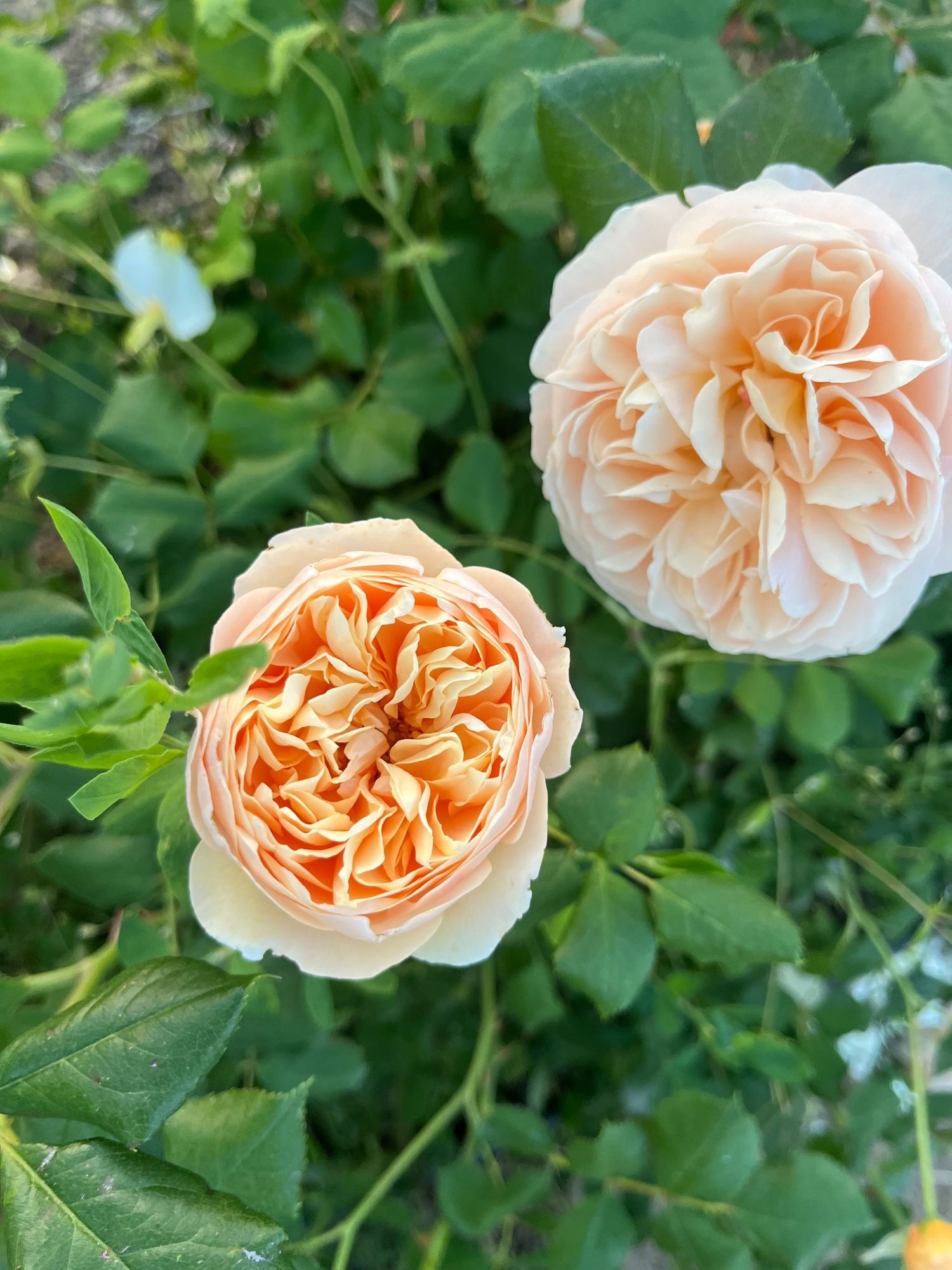 Rose 'Roald Dahl'