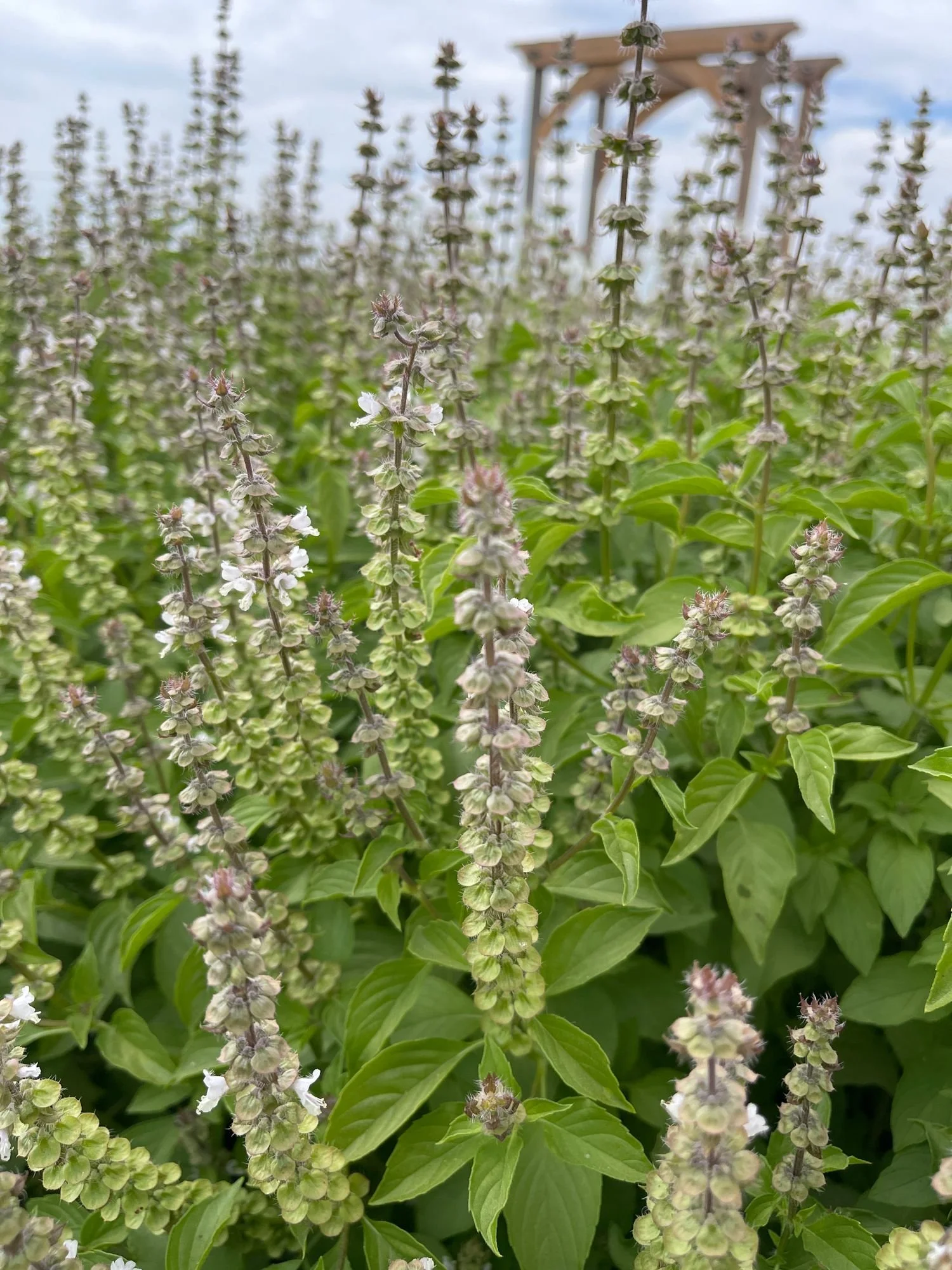 Lemon Basil