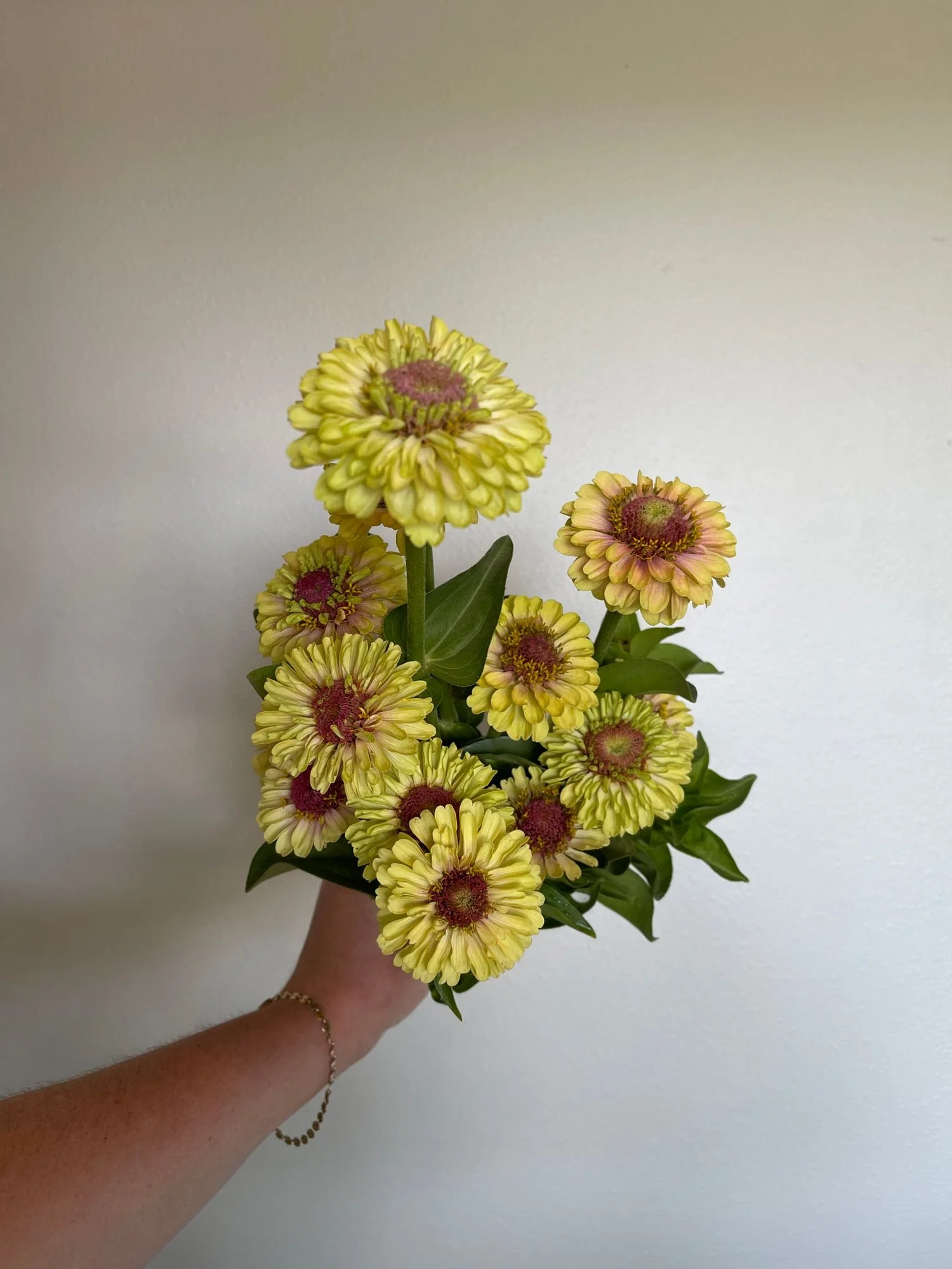 Zinnia 'Queen Lime Blush'
