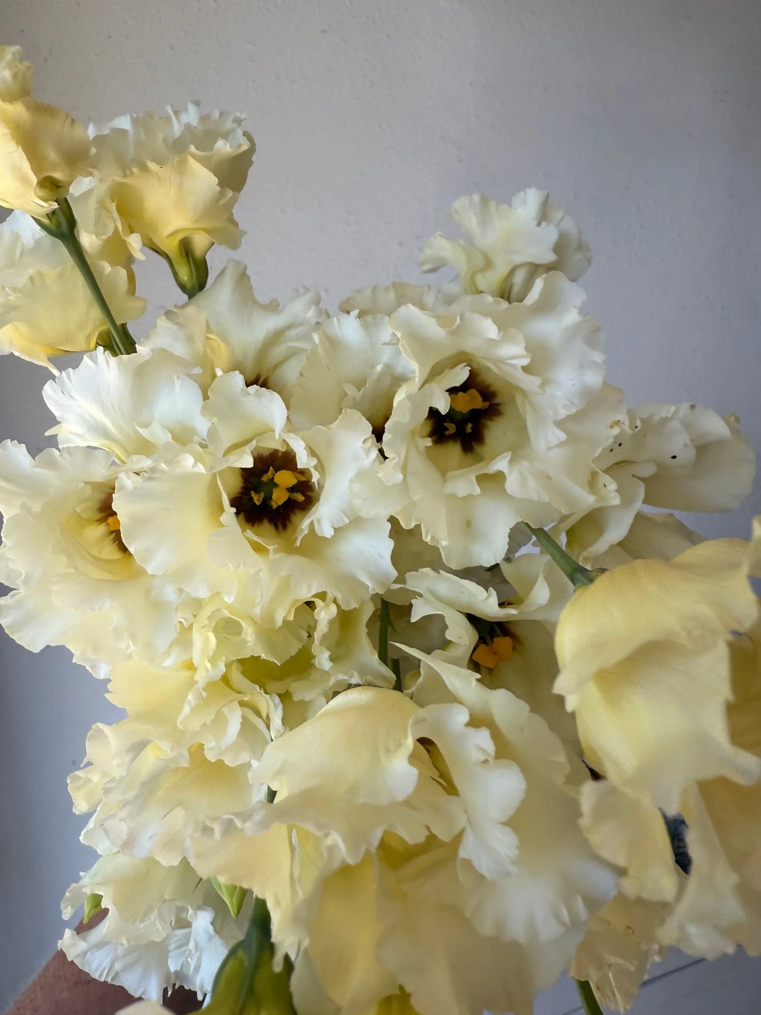 Lisianthus 'Falda'