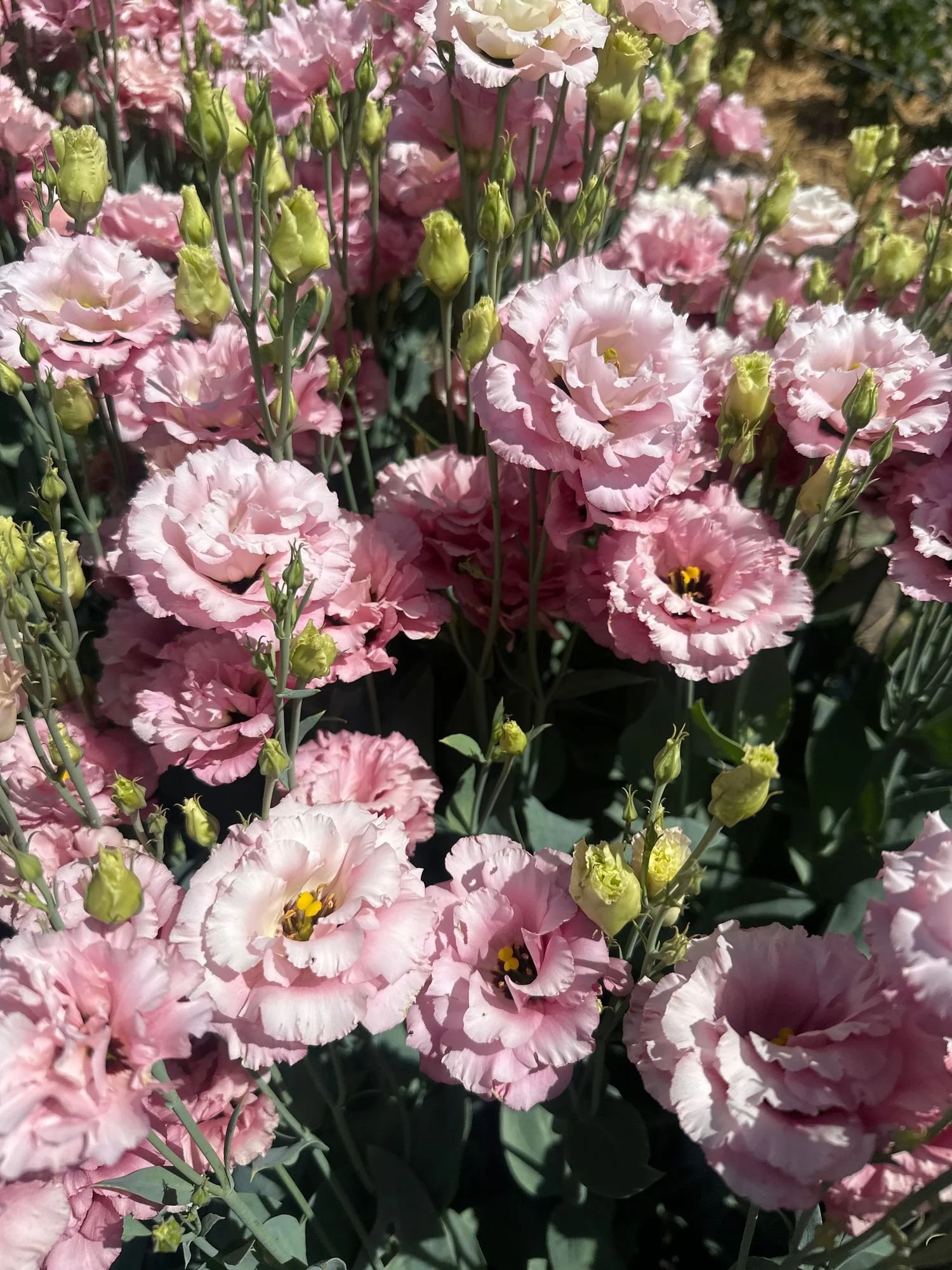 Lisianthus 'Celeb Rouge'