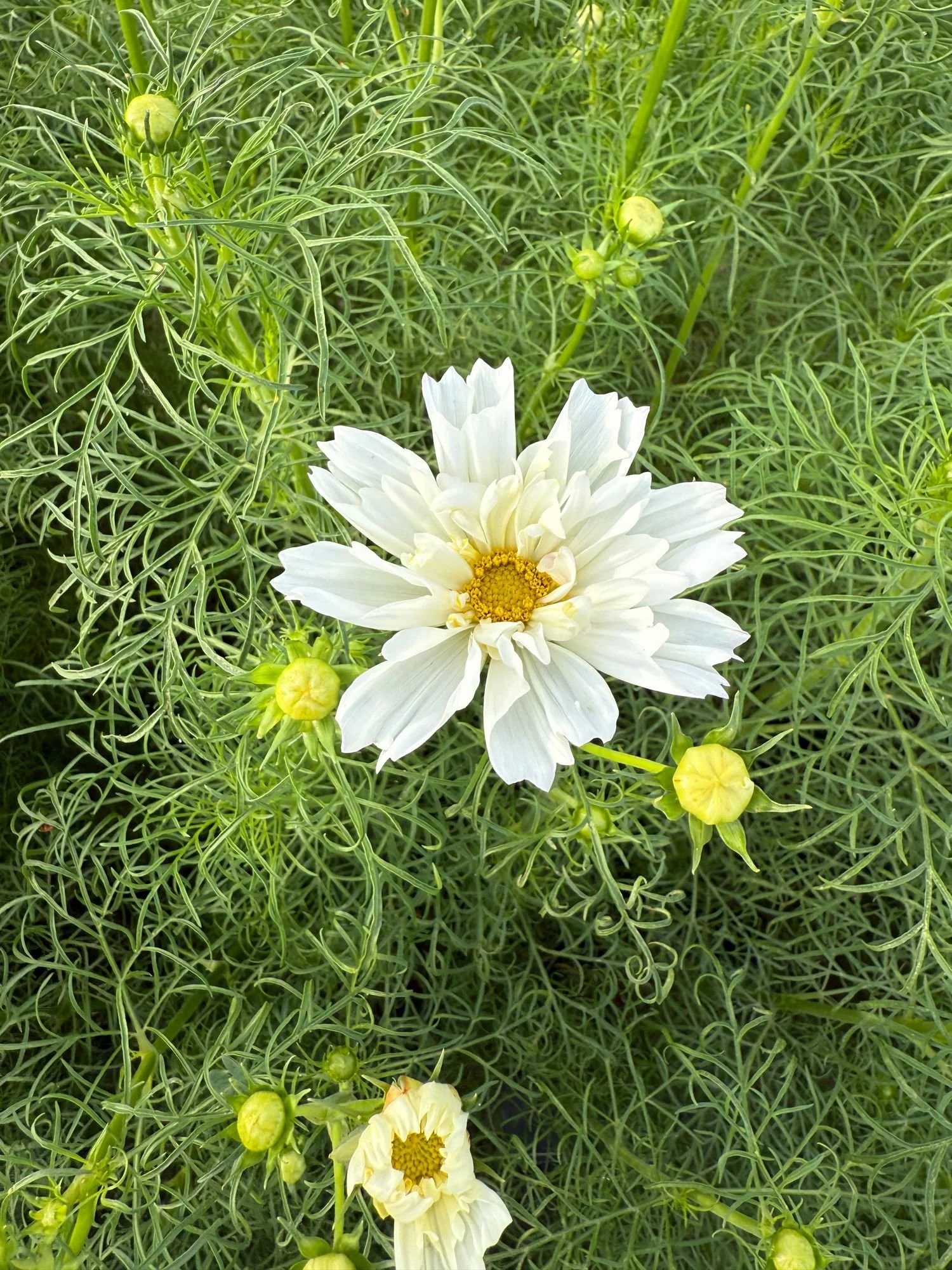 Cosmos 'Double Click'