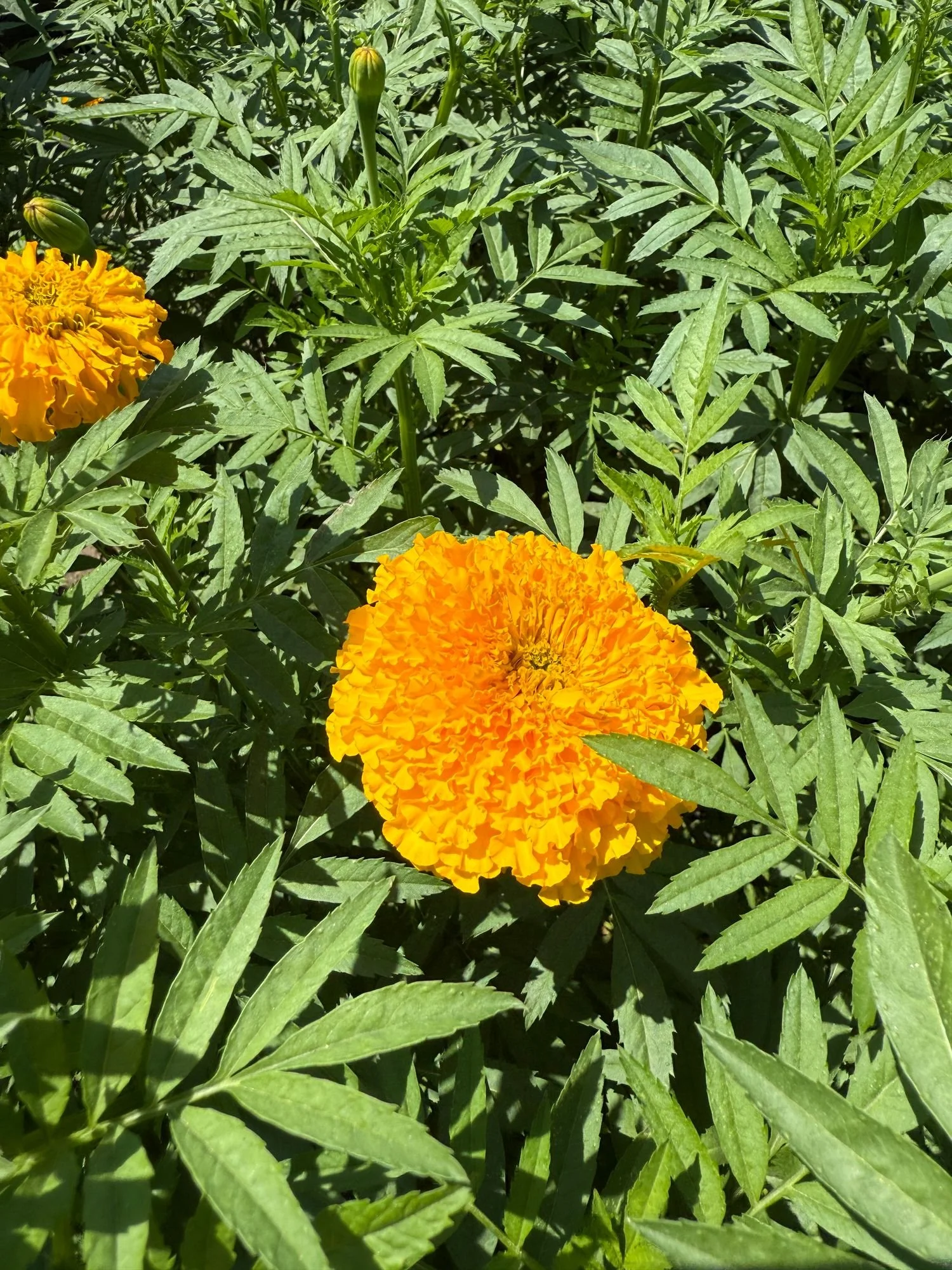 Marigold 'Coco Gold'