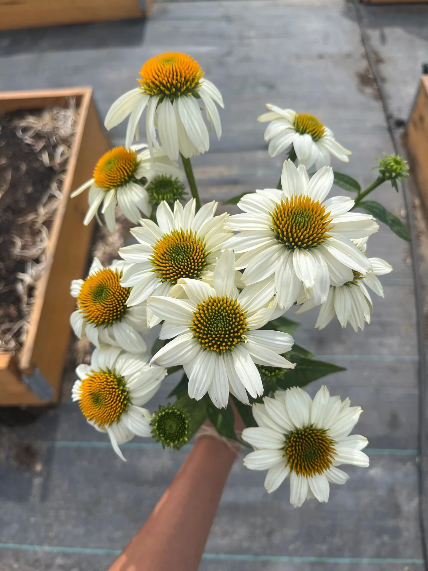 Echinacea 'Pow Wow White'