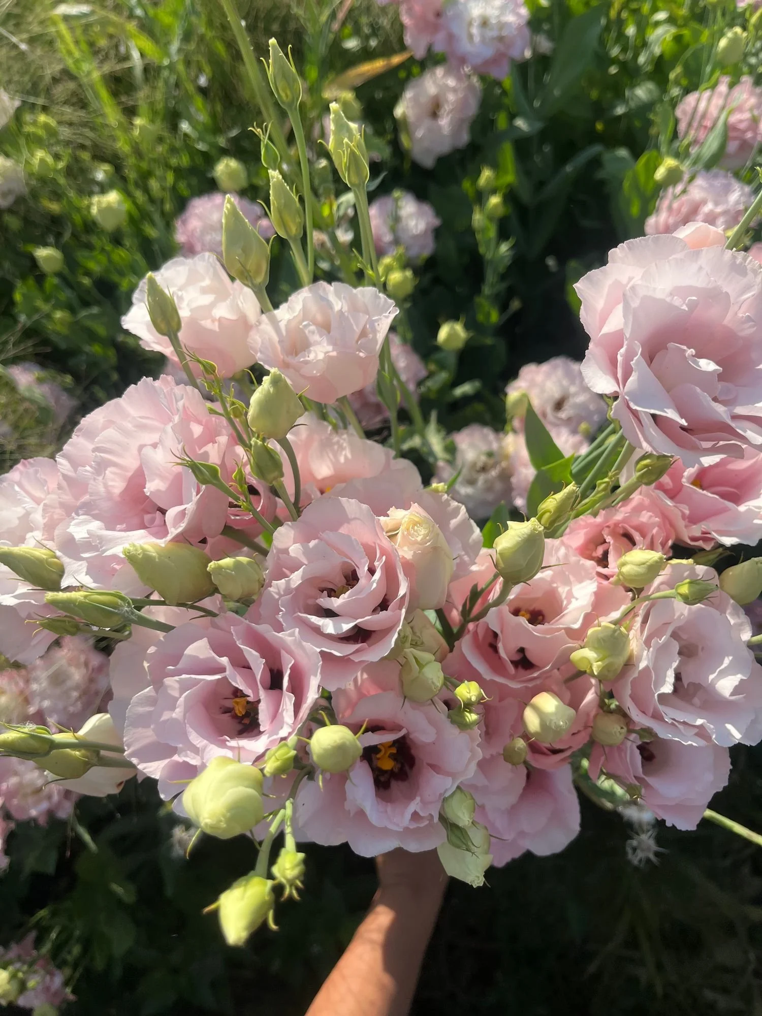 Lisianthus 'Corelli Pink'