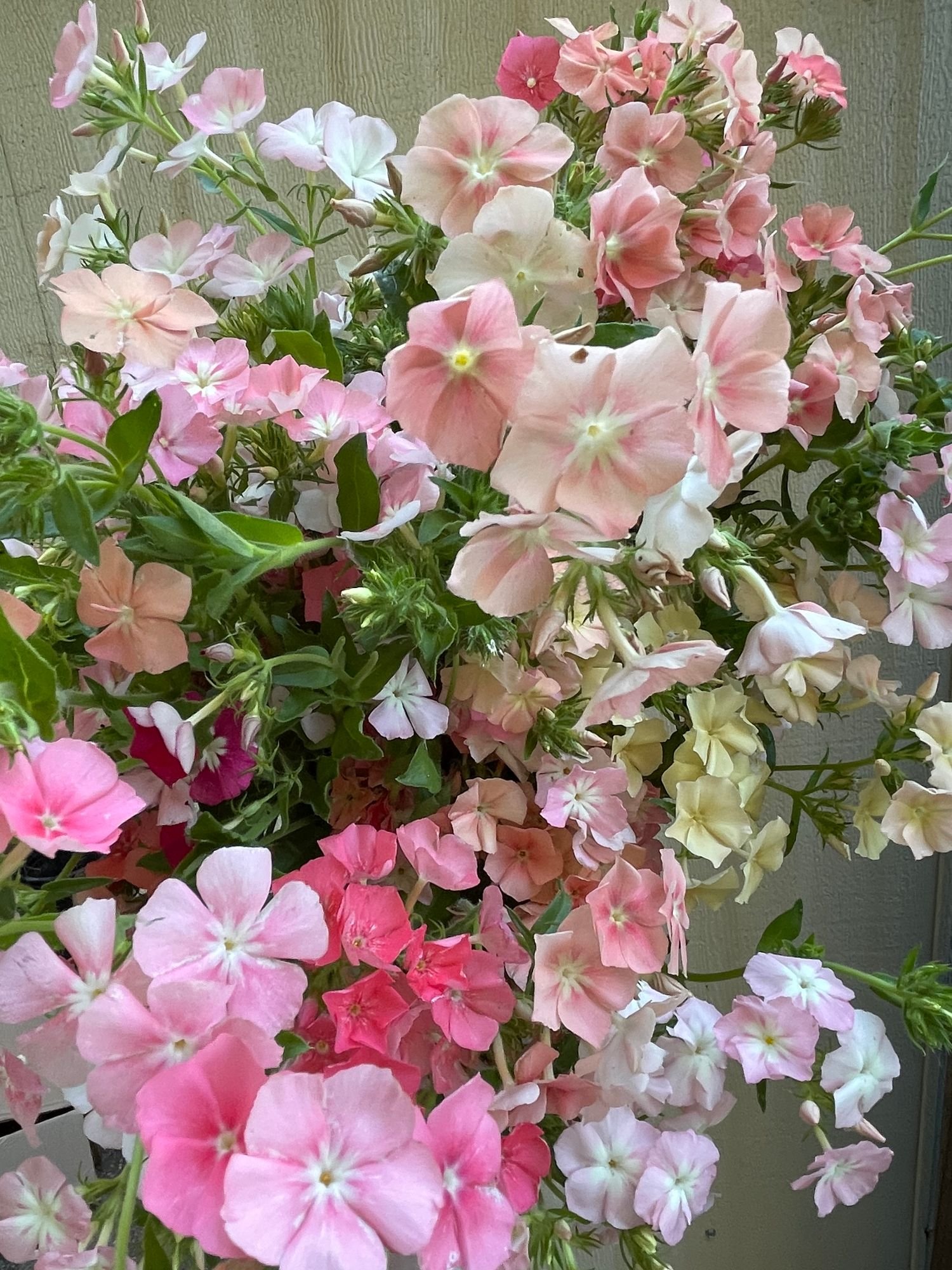 Phlox 'Phlox of Sheep'