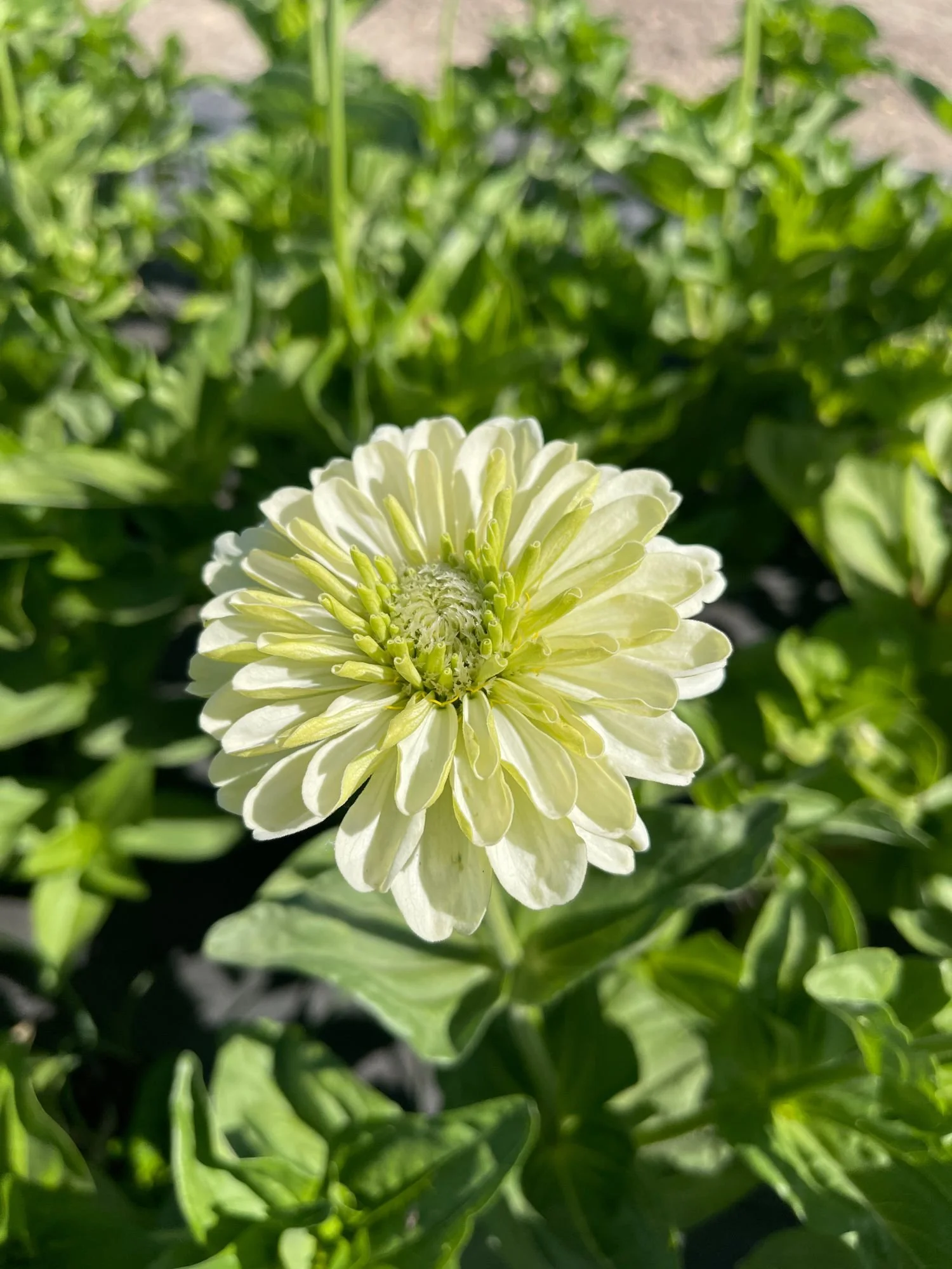 Zinnia 'Benarys Giant White'