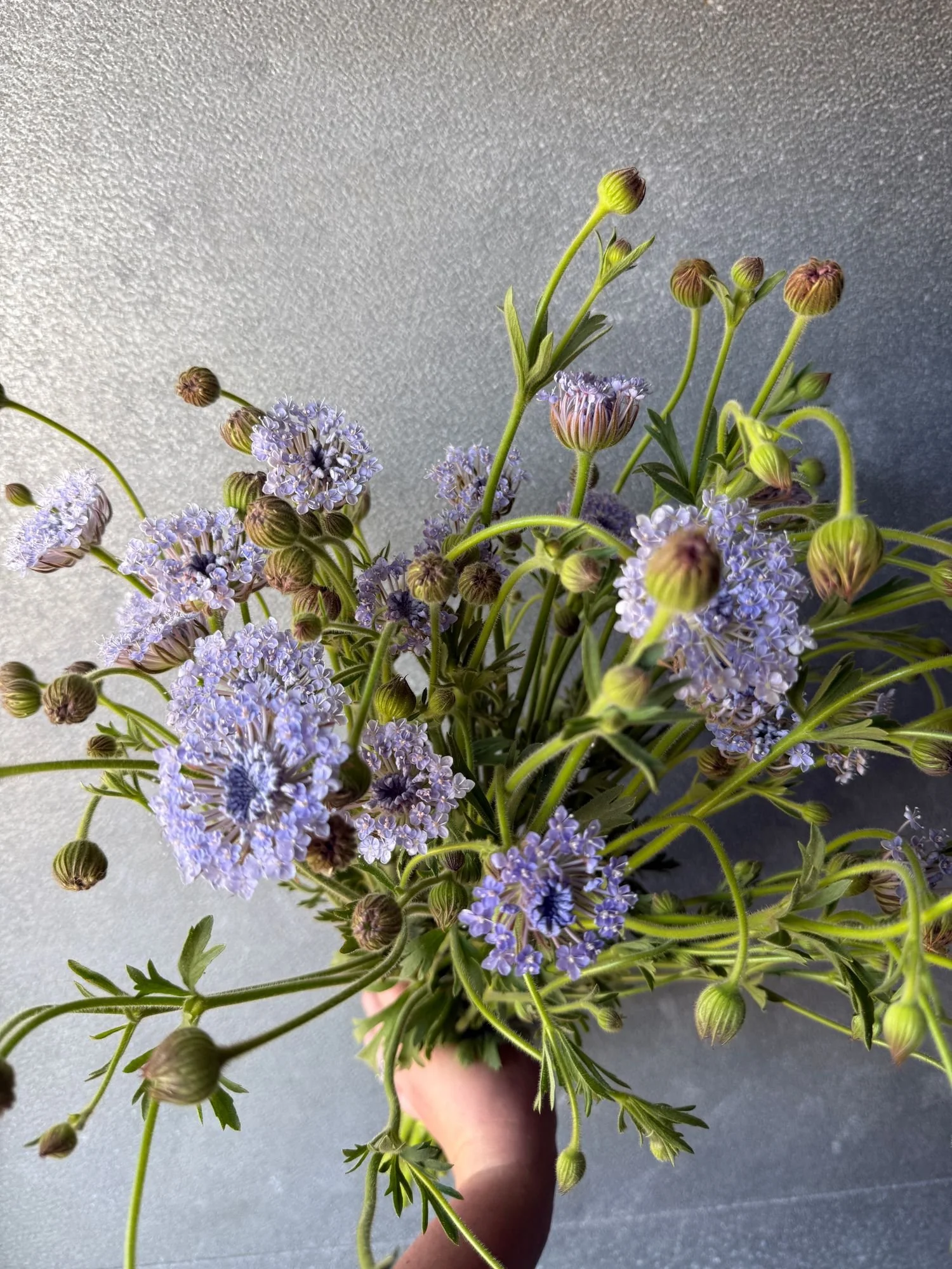 Didiscus 'Lacy Blue'