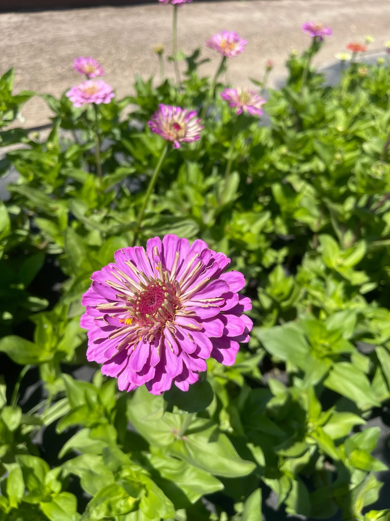 Zinnia 'Benarys Giant Lilac'