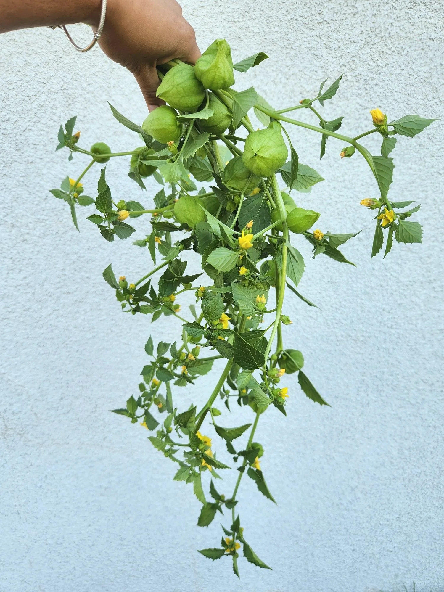 Tomatillo Vine