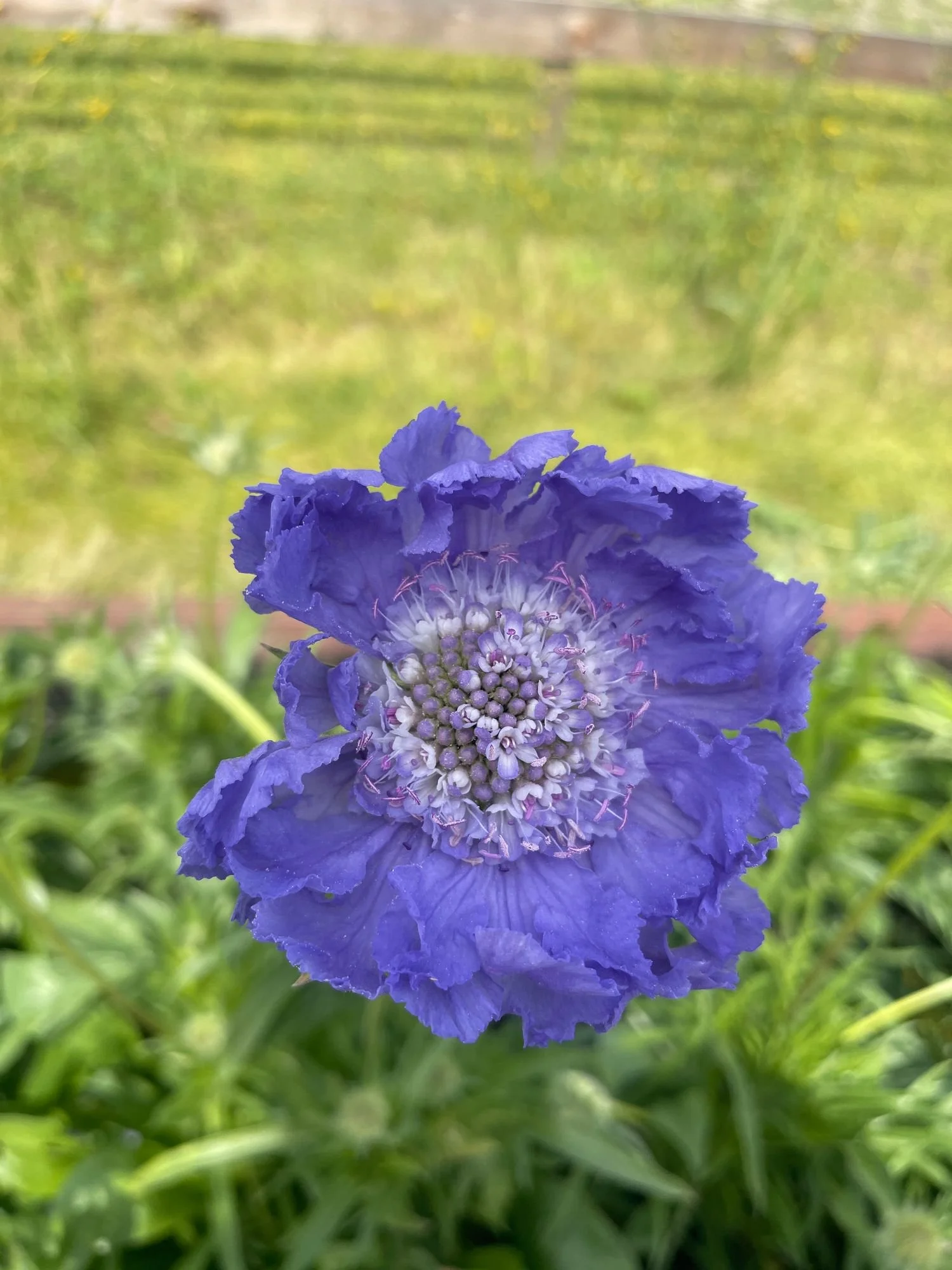 Scabiosa 'Fama Blue'