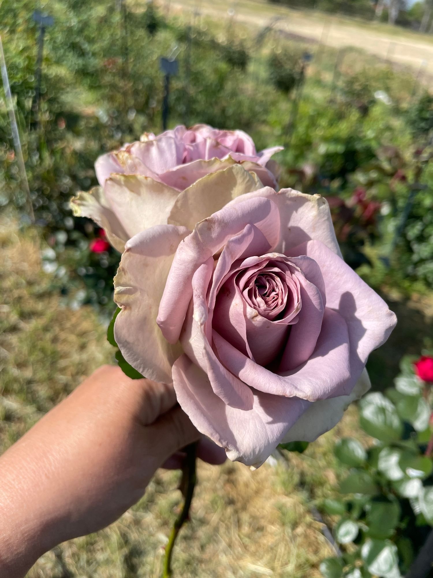 Rose 'Amnesia'