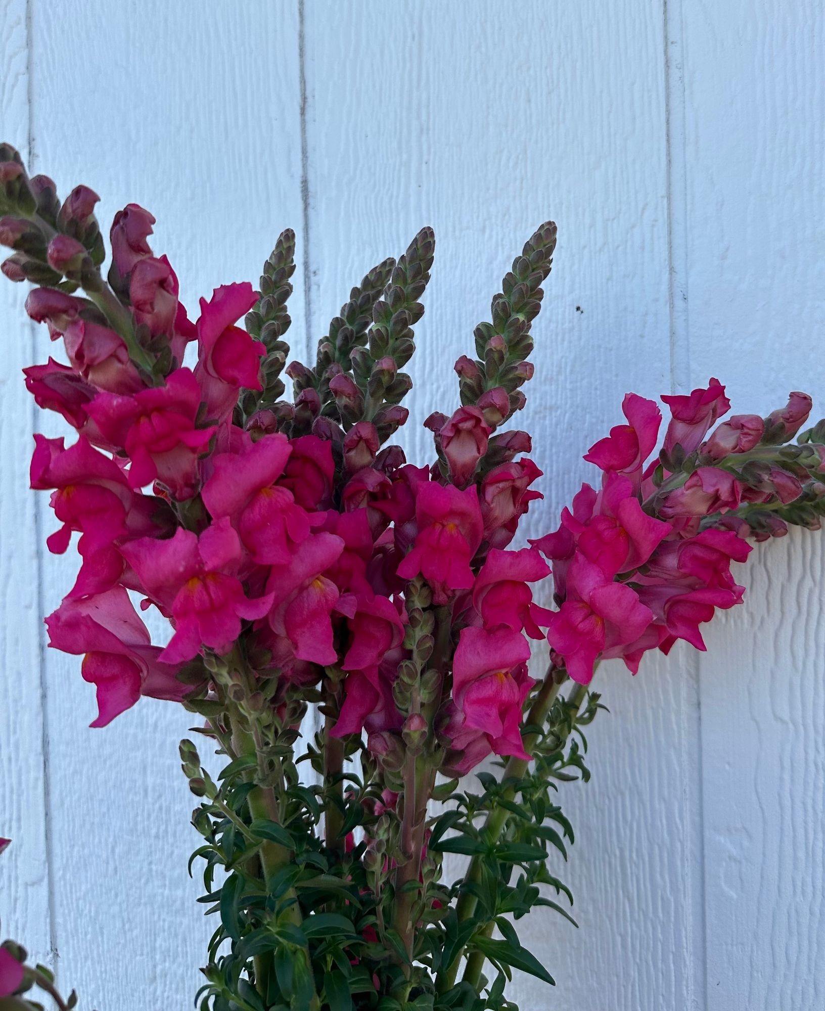 Snapdragon 'Cherry Rose'