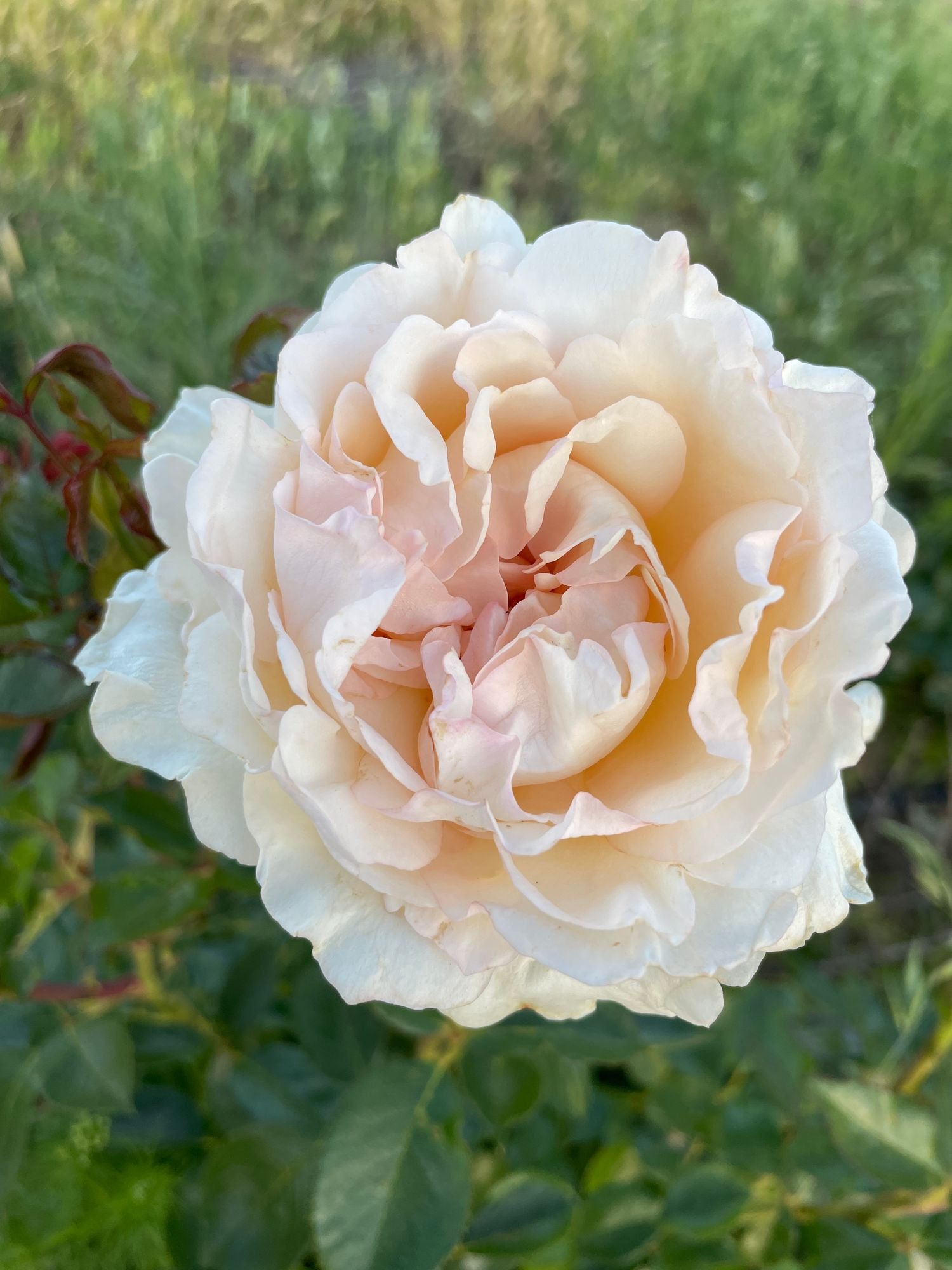 Rose 'Classic Woman'