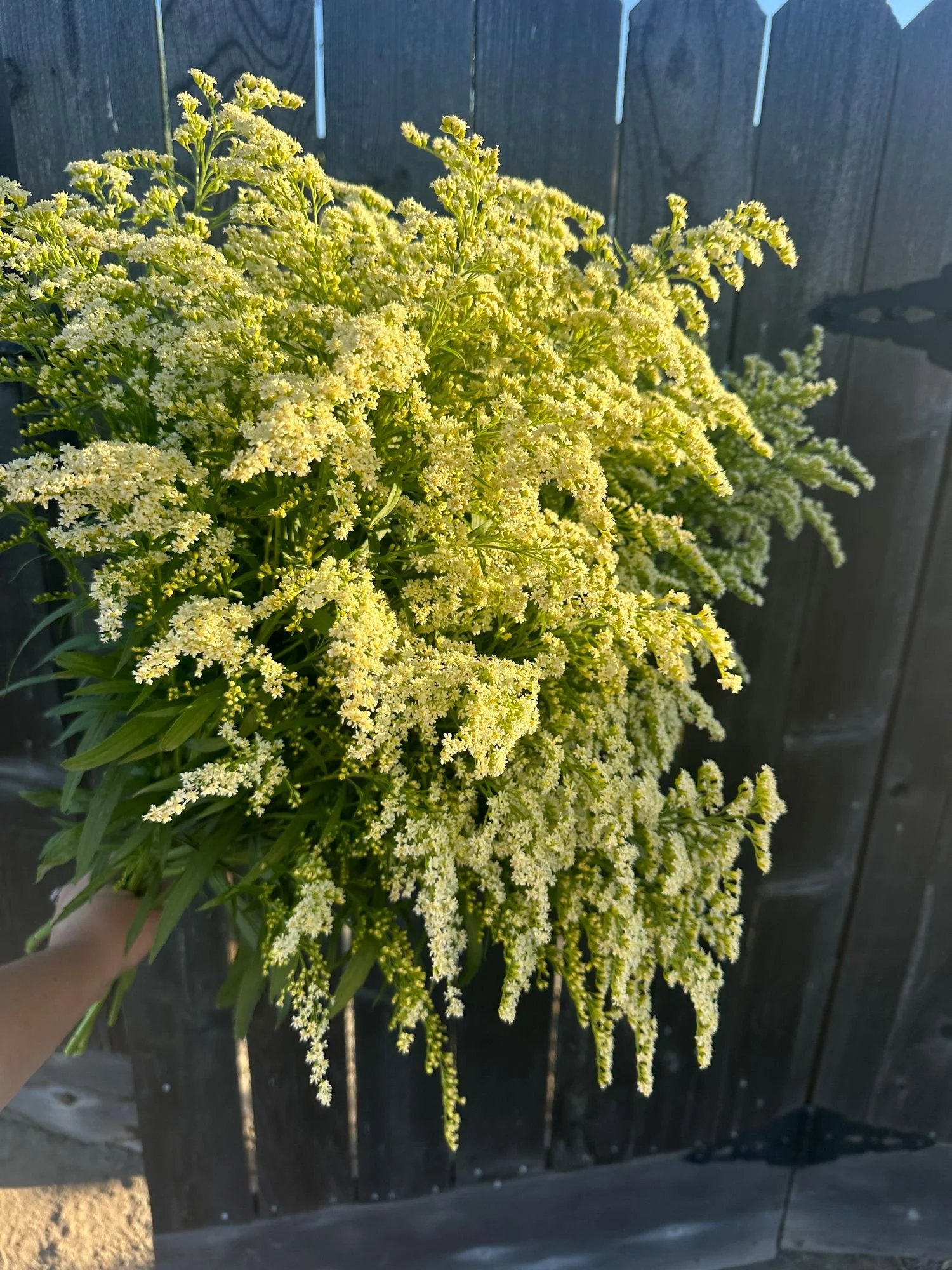 Solidago 'Moonlight Glory'