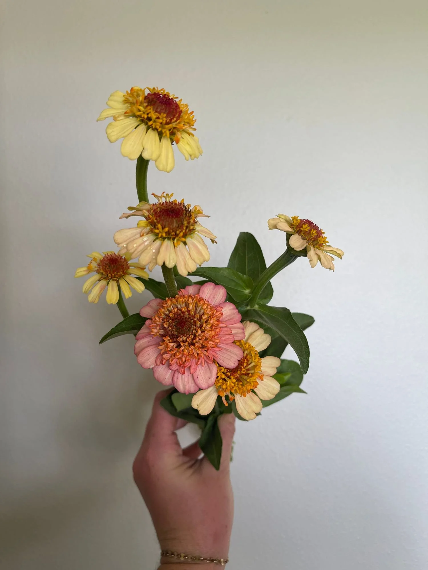 Zinnias 'Zinderella Peach'