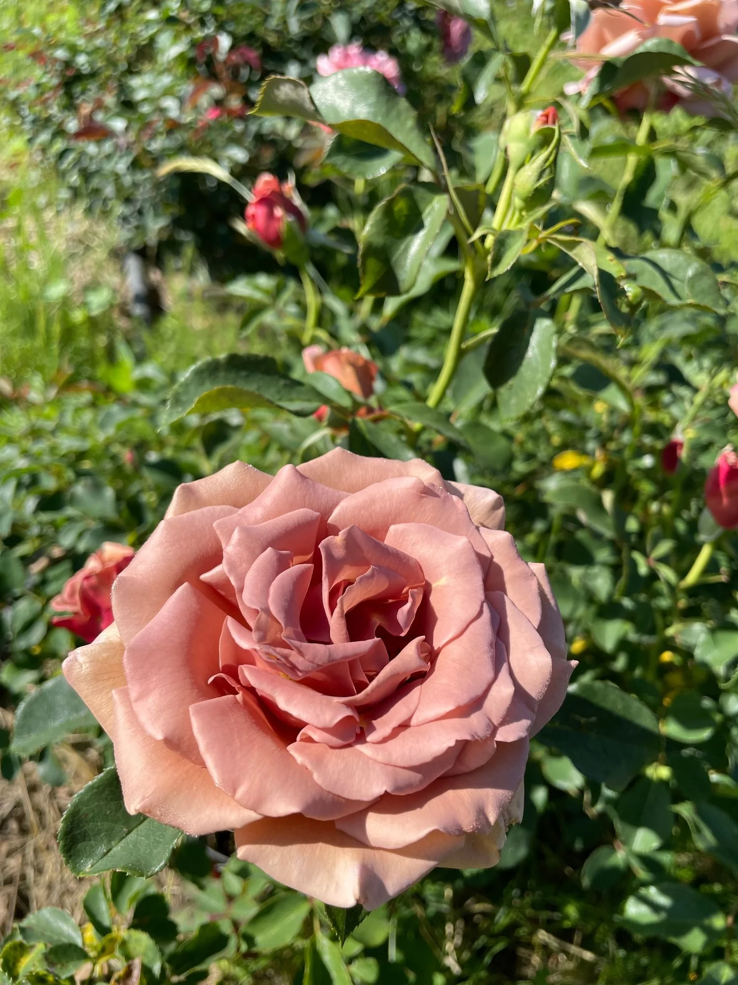 Garden Rose 'Koko Loco'