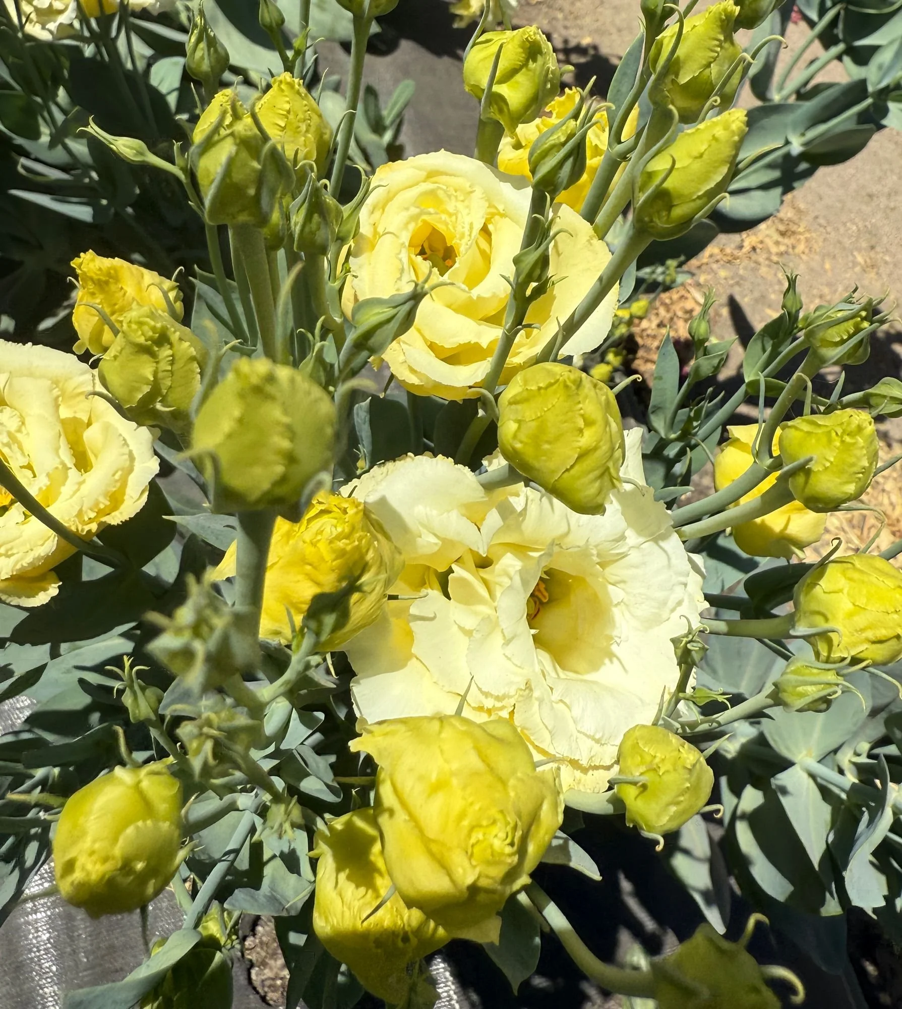 Lisianthus 'Voyage Yellow'