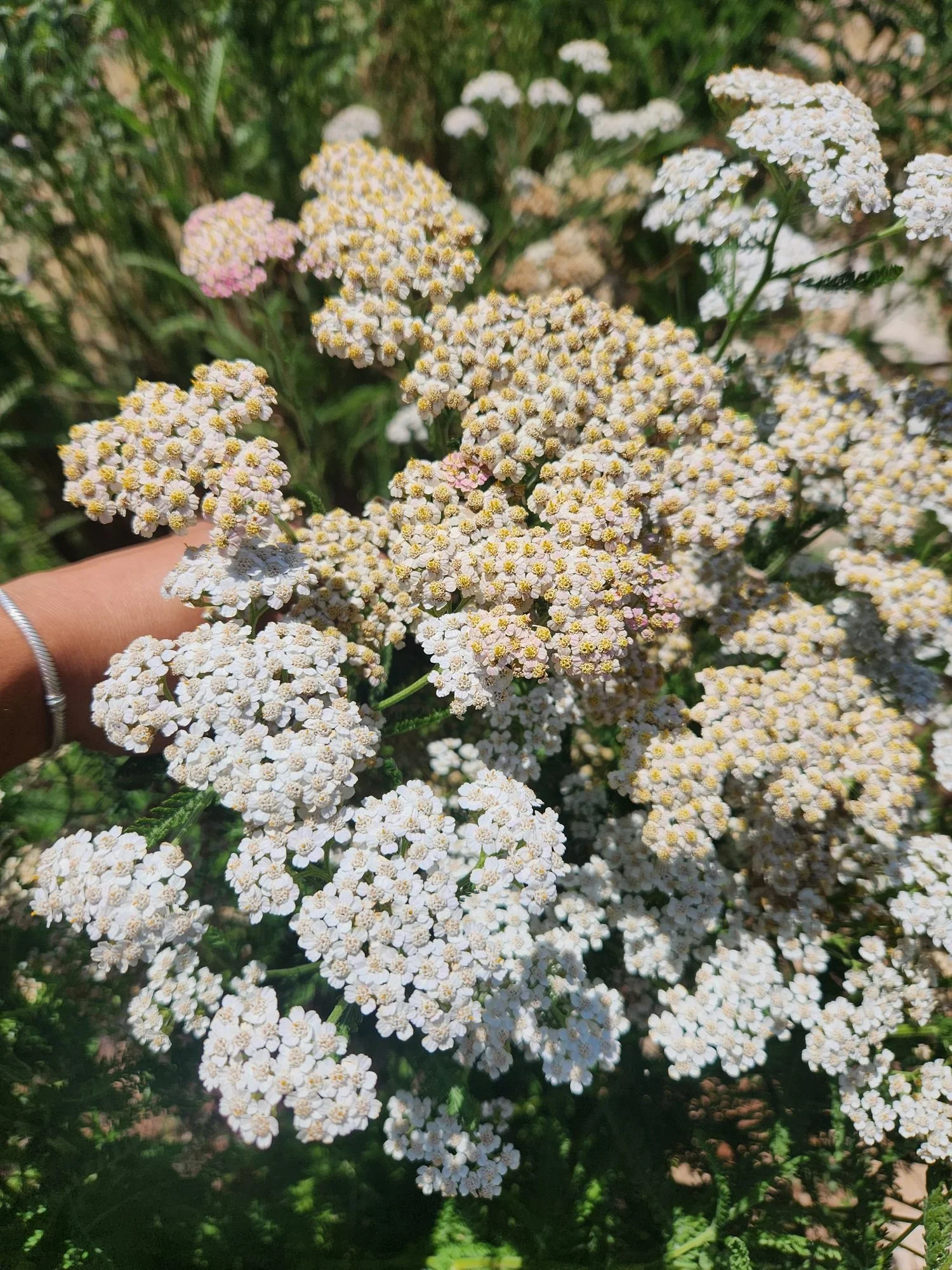 Yarrow 'Summer Pastels'