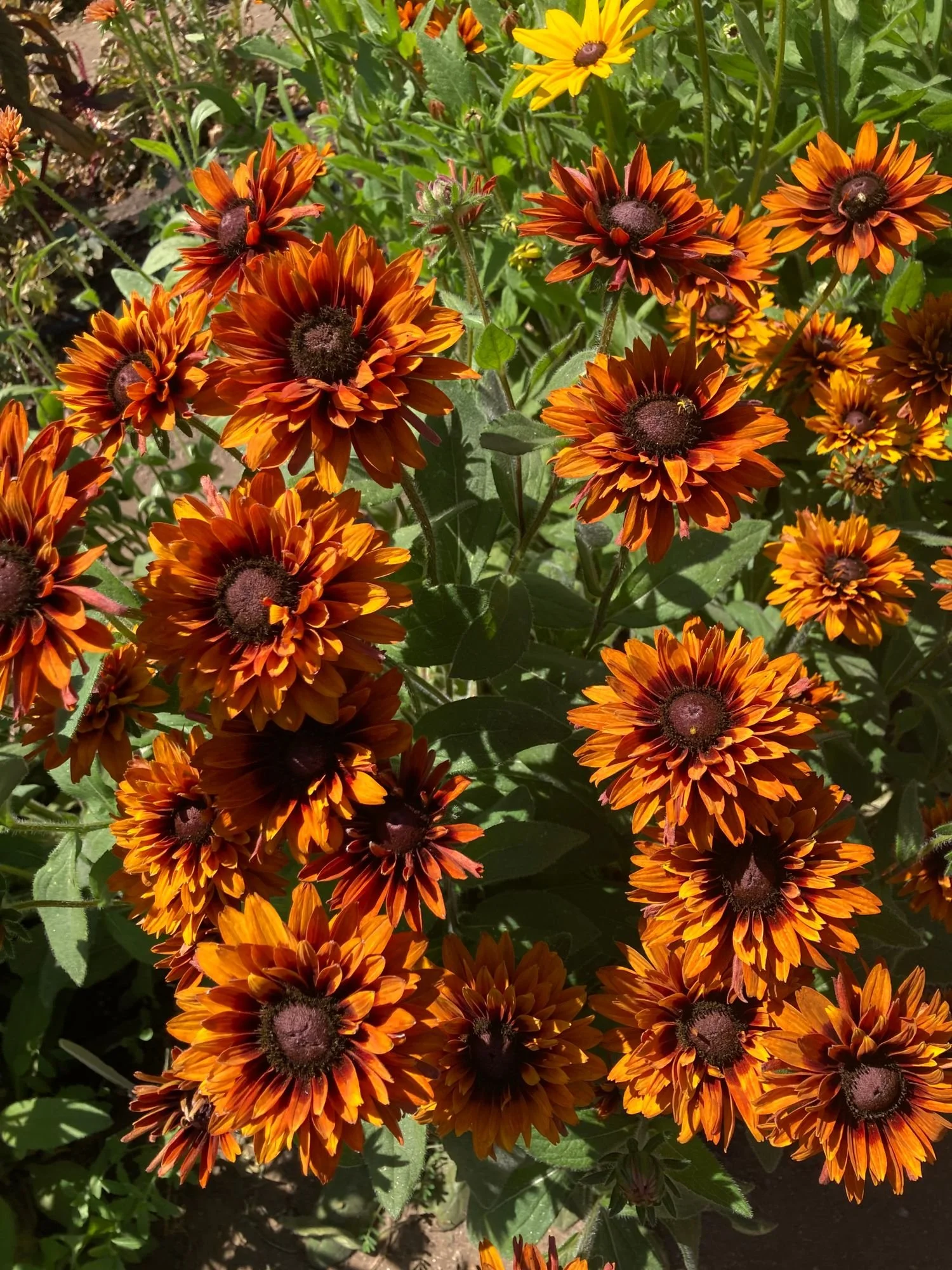 Rudbeckia 'Cherokee Sunset'