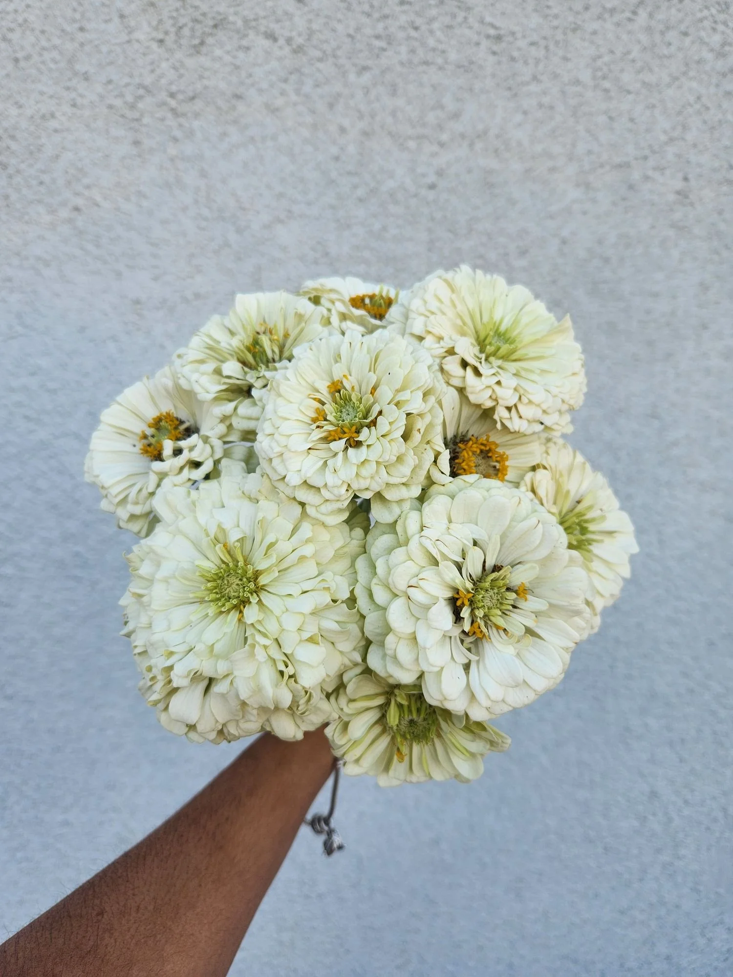 Zinnia 'Benarys Giant White'