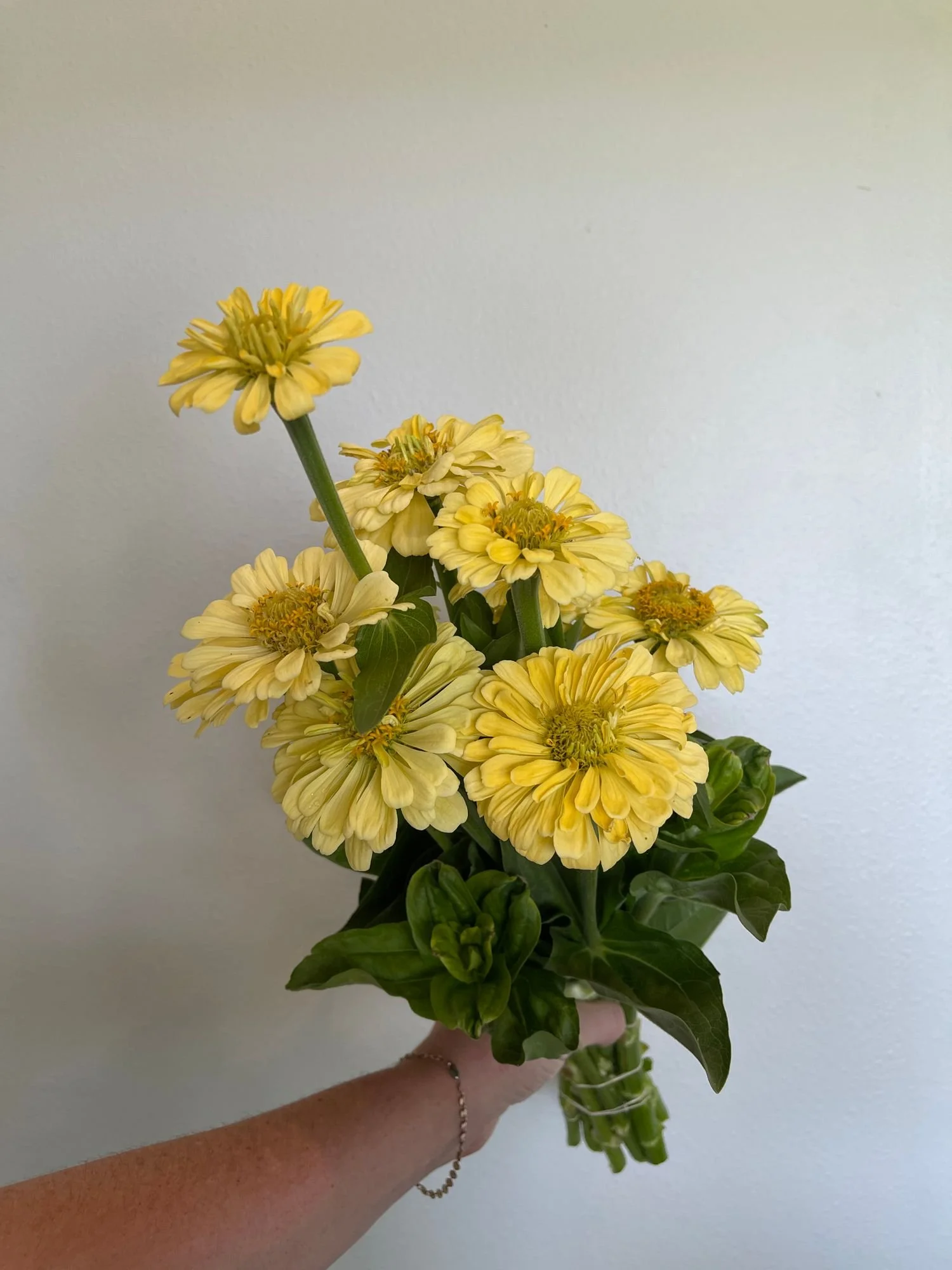 Zinnia 'Creamy Yellow'