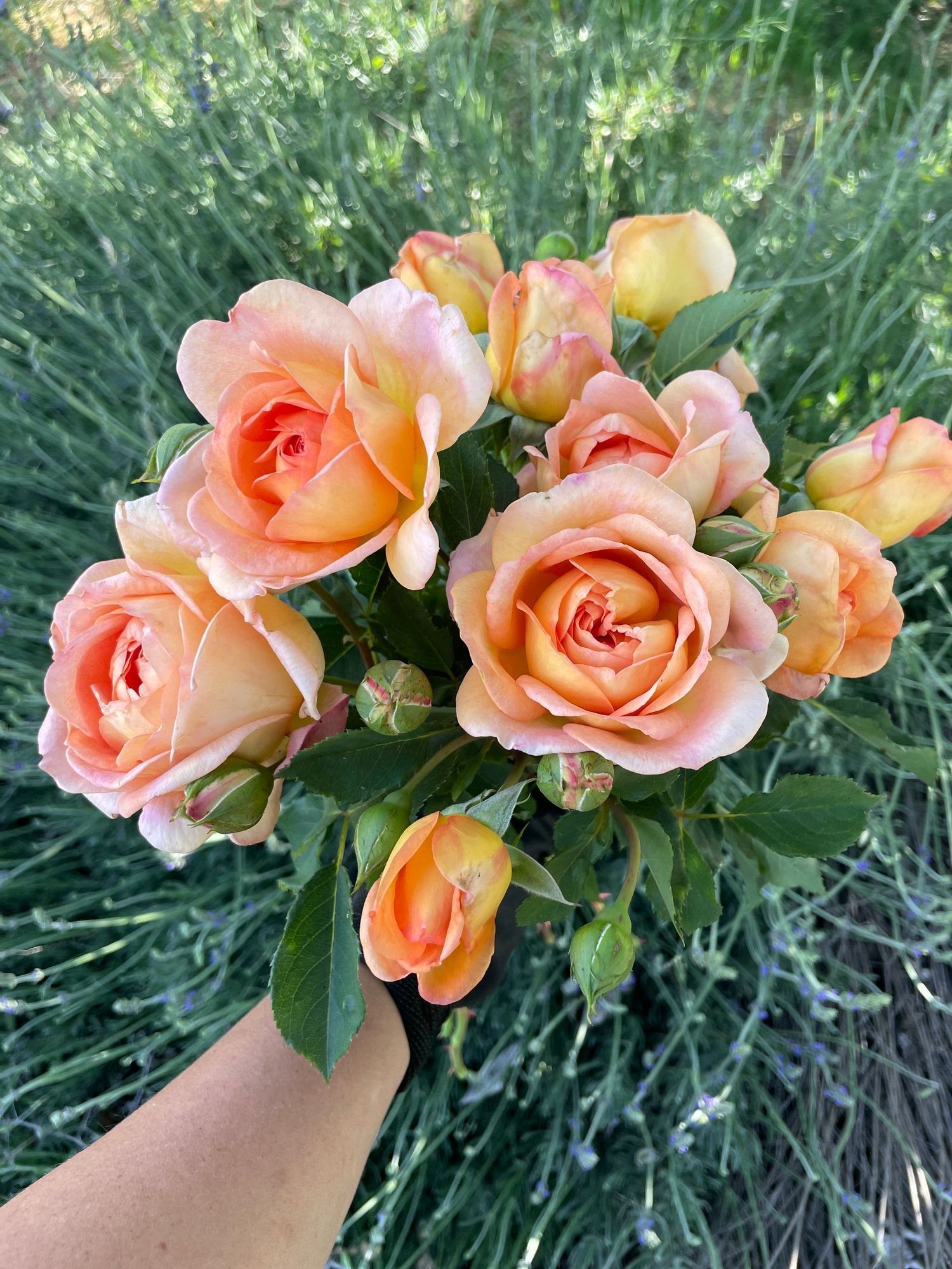 Rose 'Lady of Shalott'