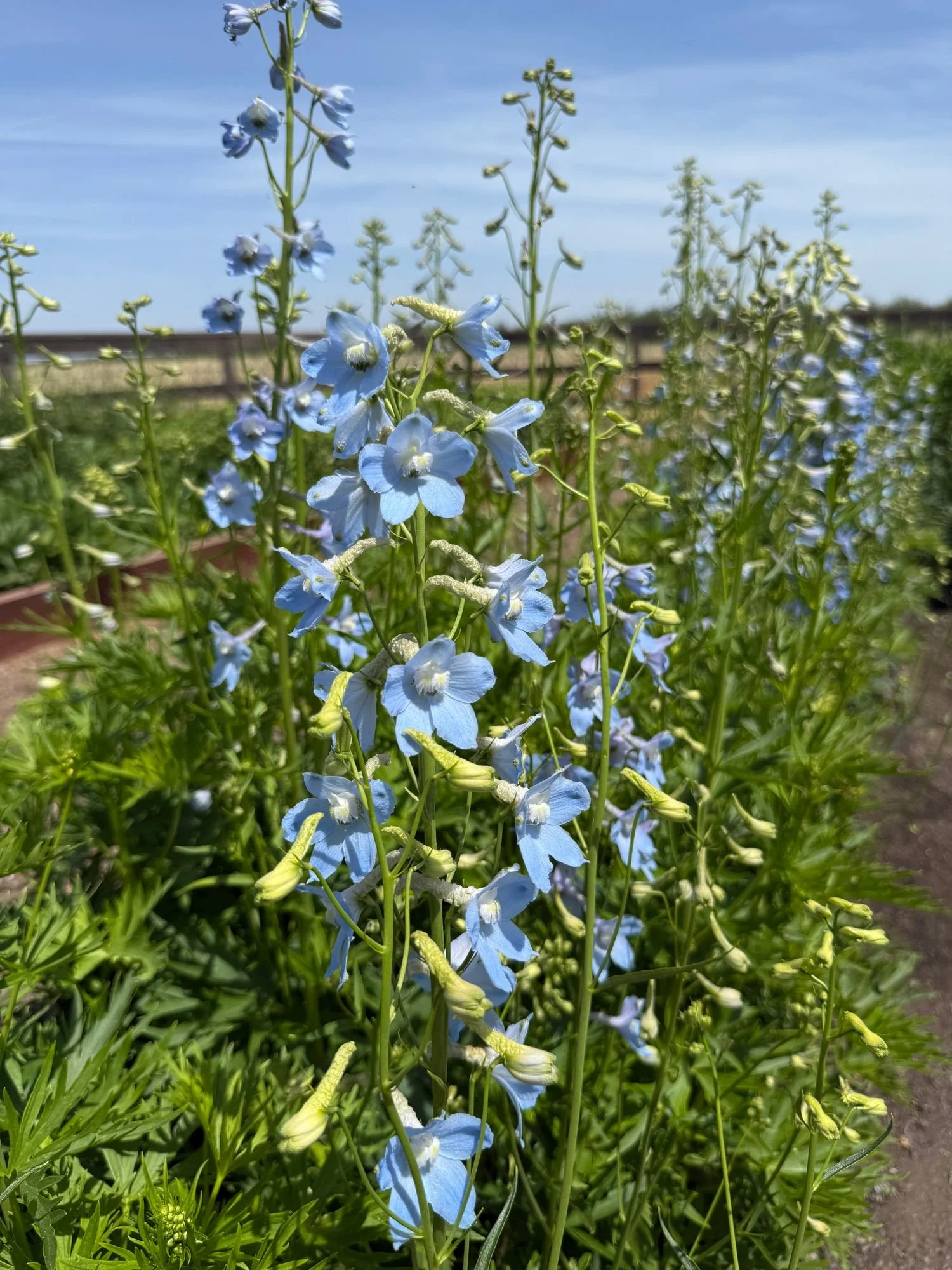 Delphinium 'Belladonna'