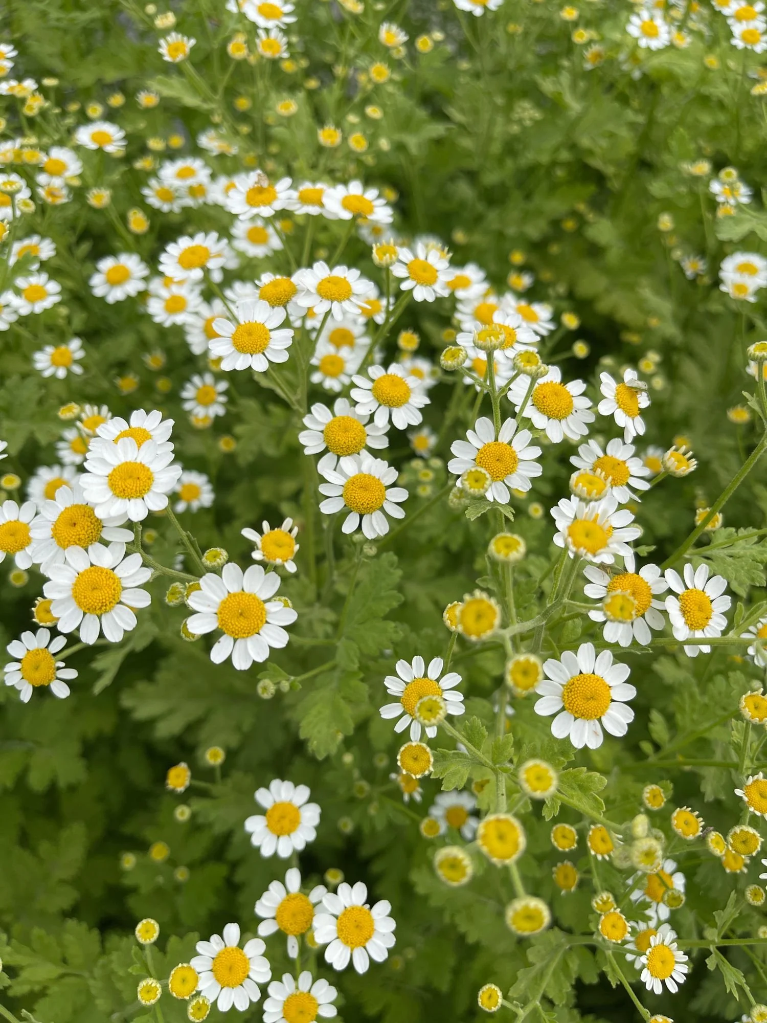 Feverfew