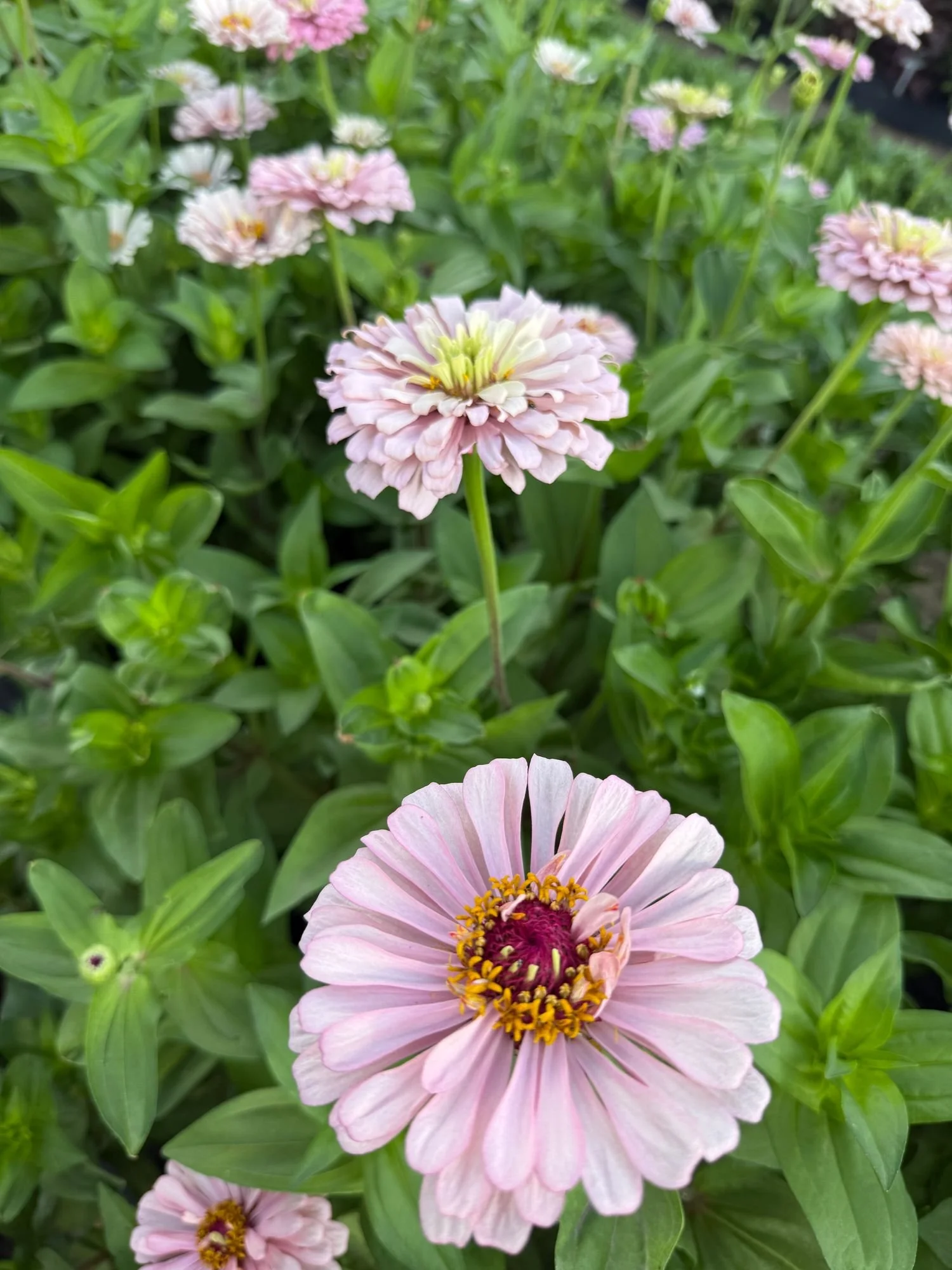 Zinnias 'Dawn Creek Blush'
