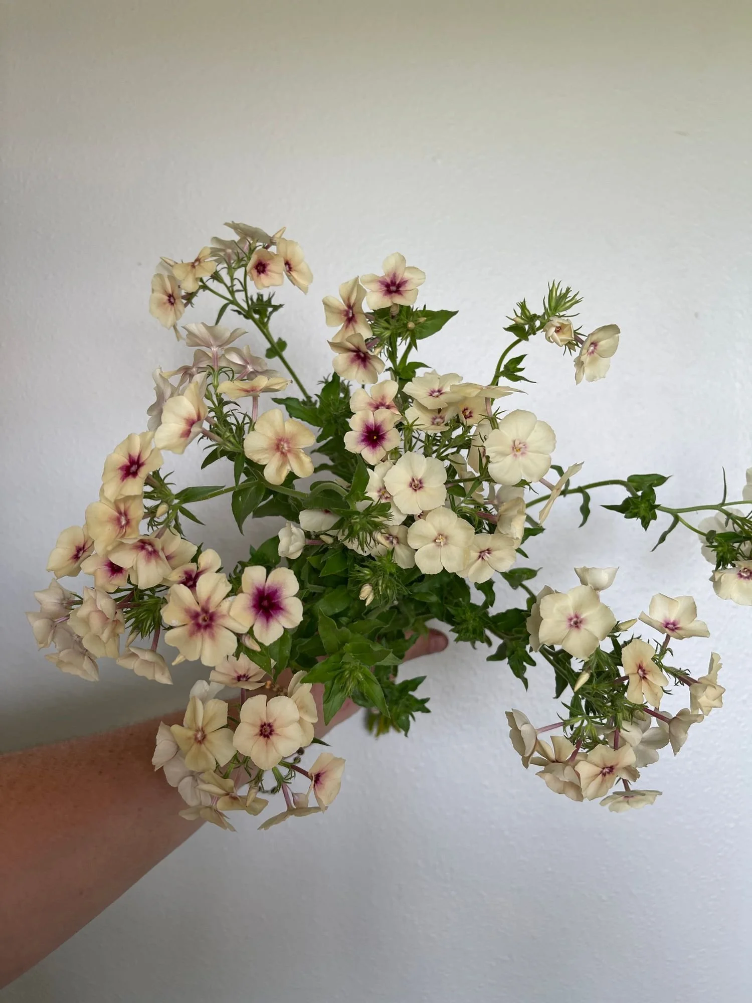 Phlox 'Cherry Caramel'